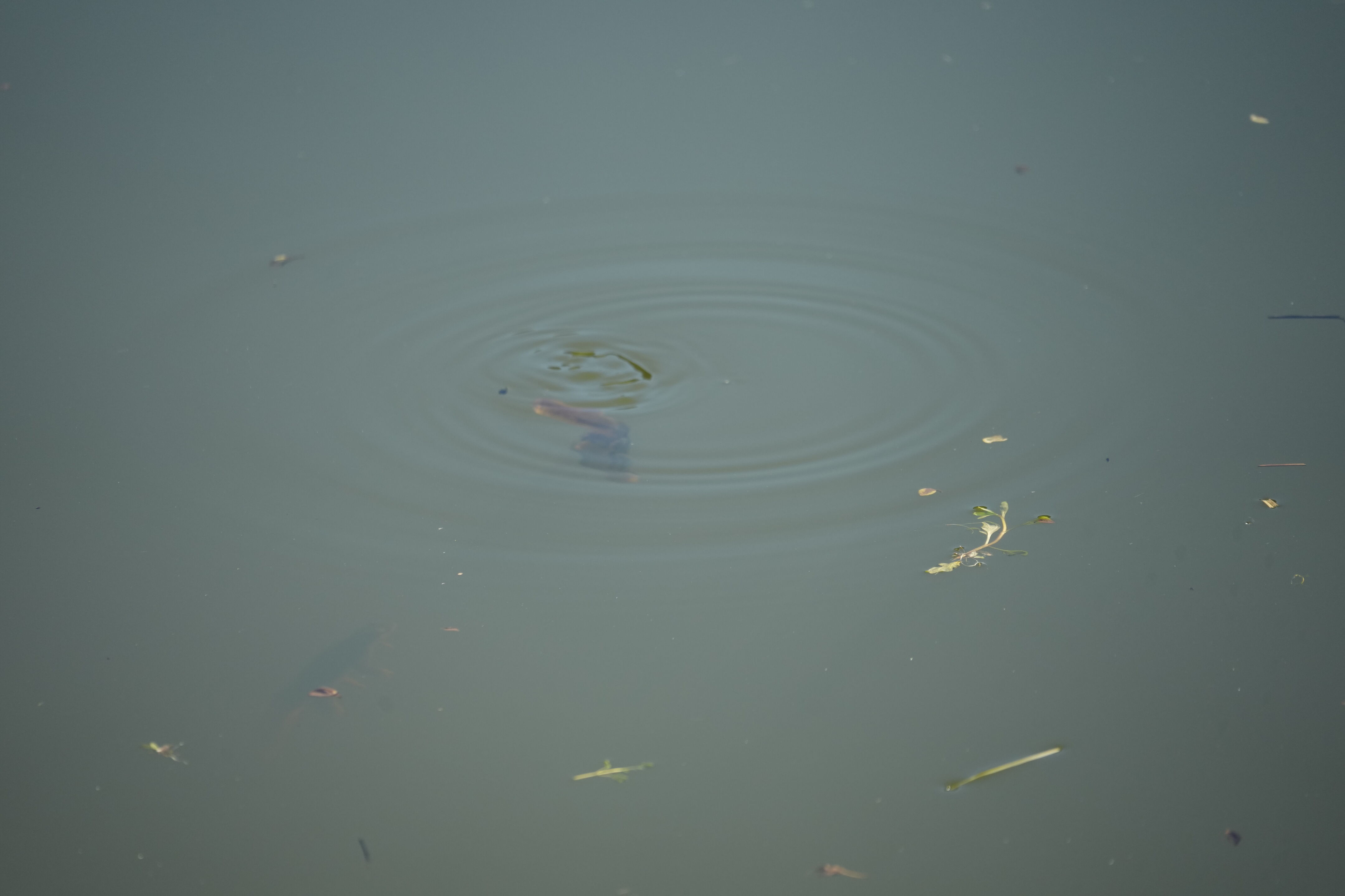 Pleasanton Ridge Regional Park