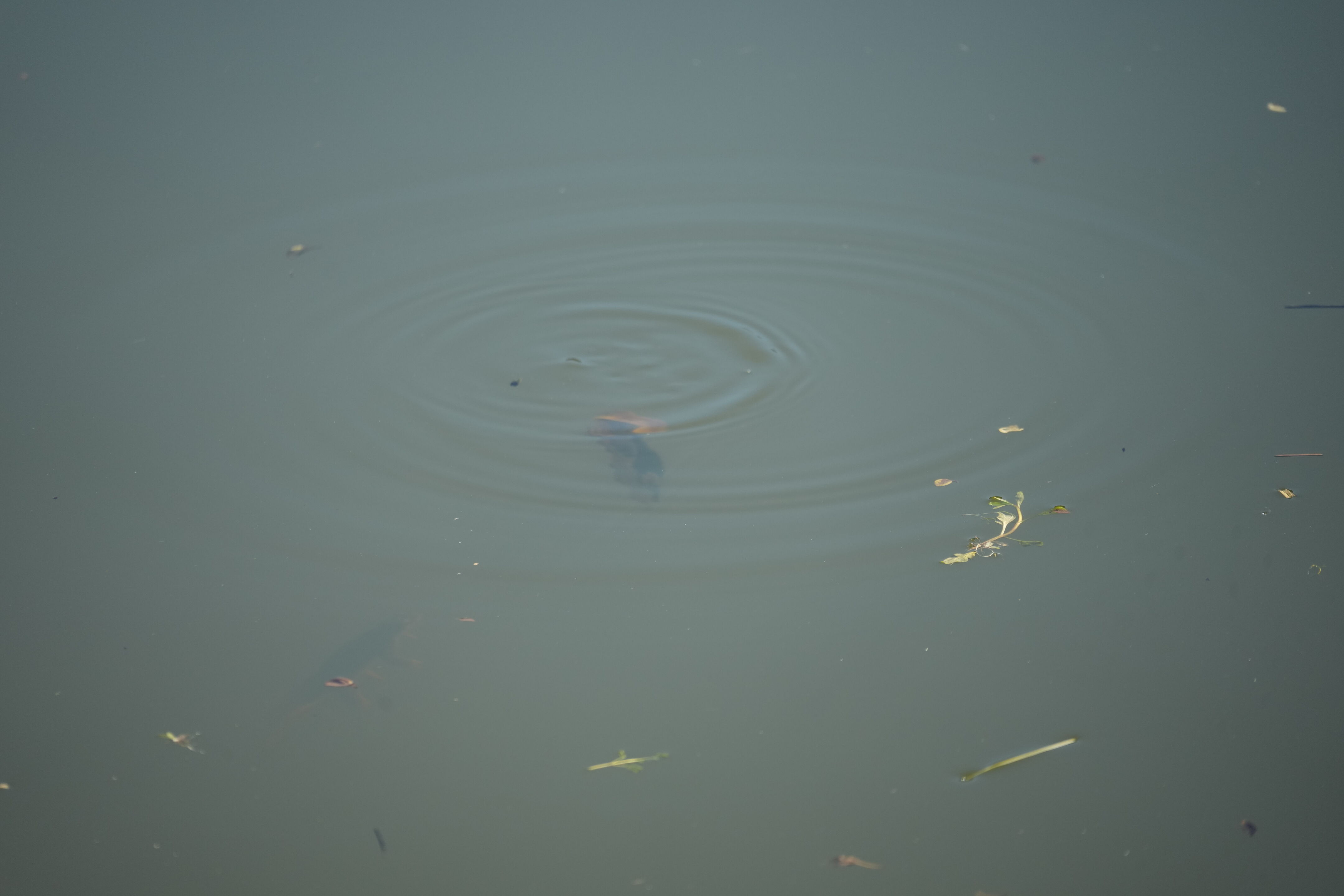 Pleasanton Ridge Regional Park