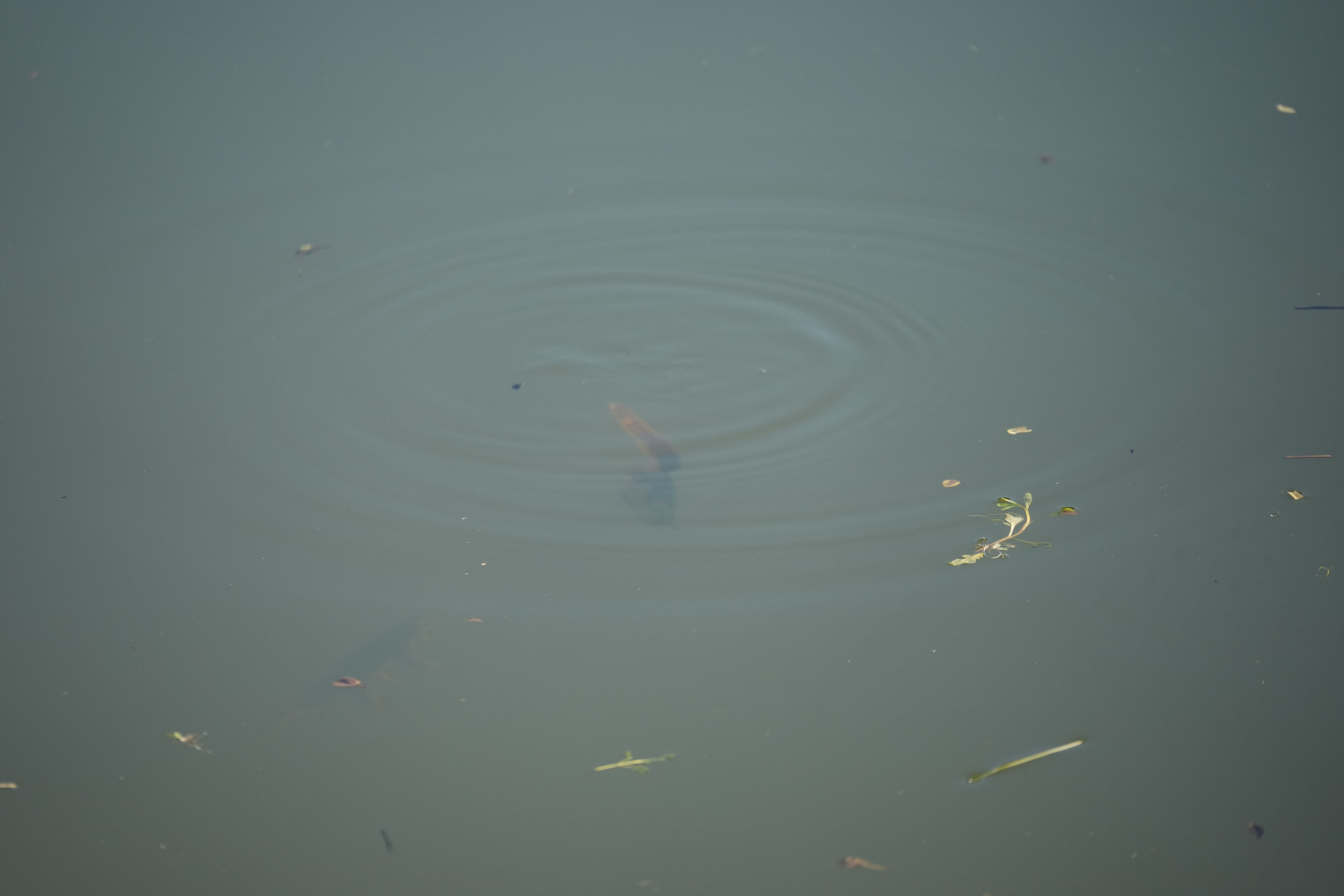 Pleasanton Ridge Regional Park