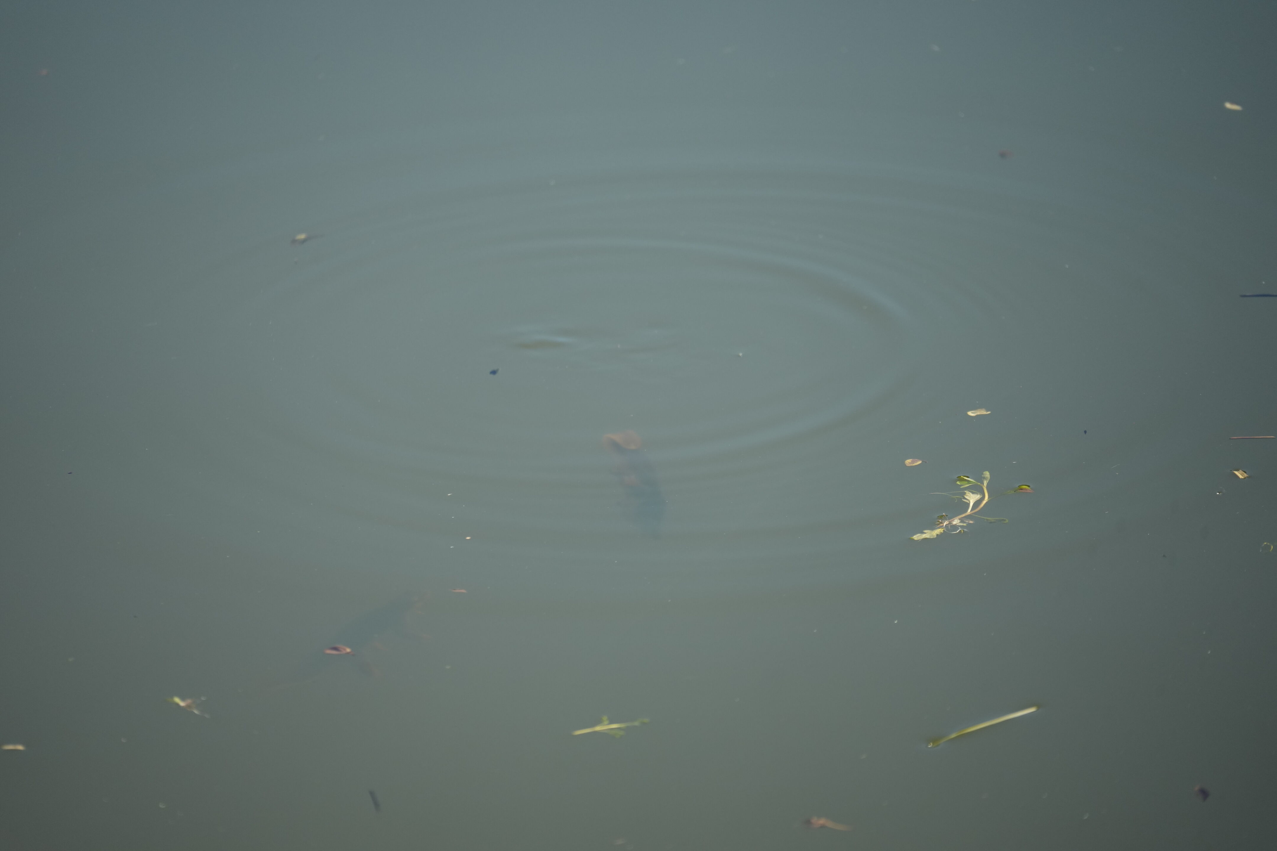 Pleasanton Ridge Regional Park