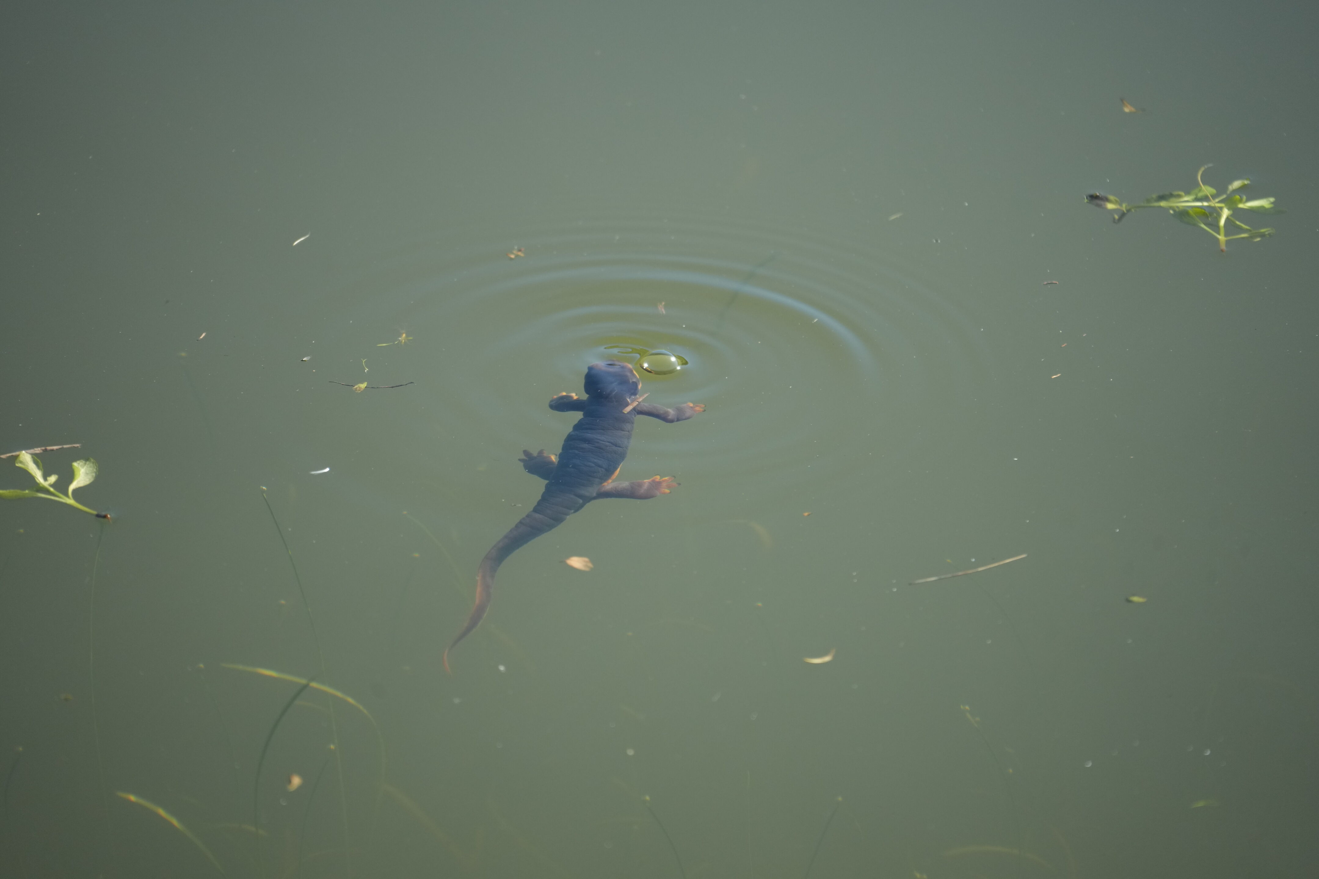 Pleasanton Ridge Regional Park