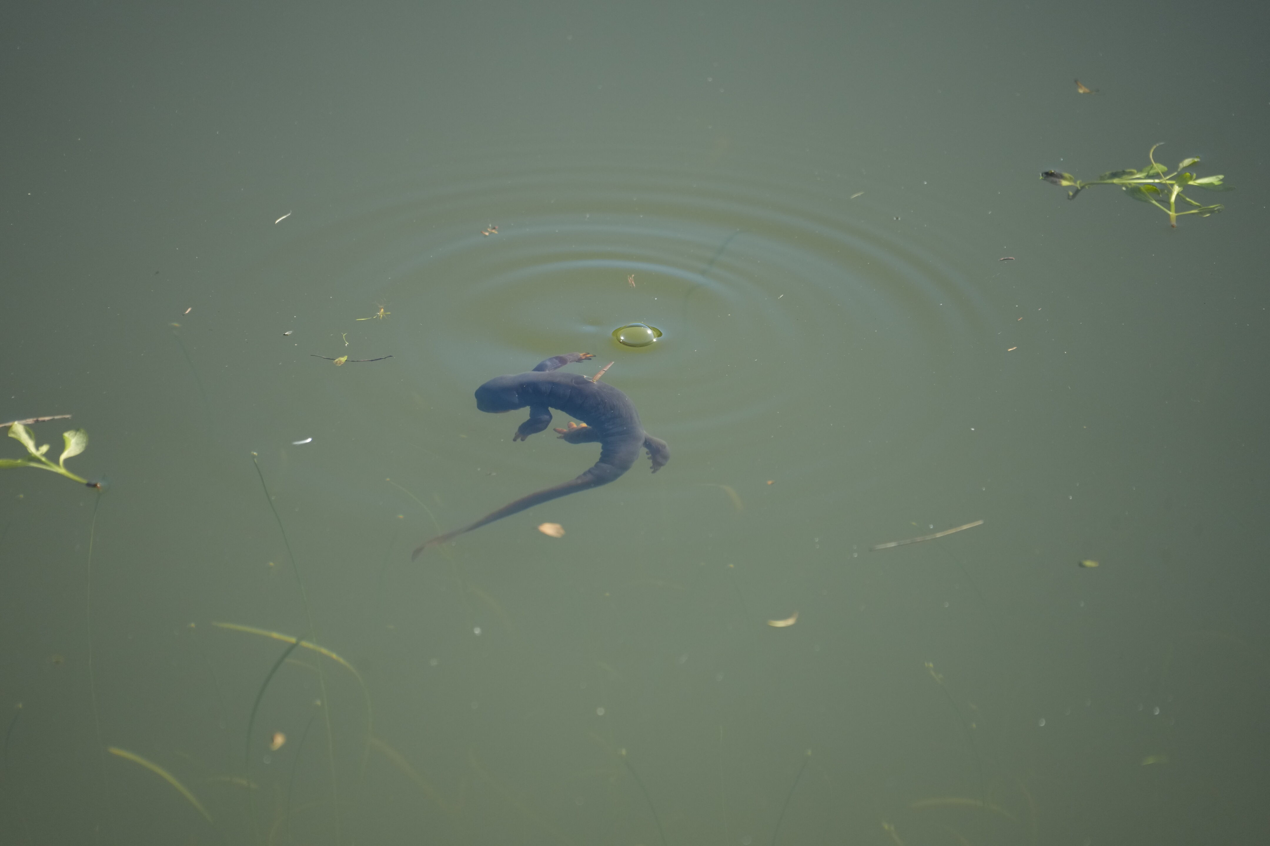 Pleasanton Ridge Regional Park