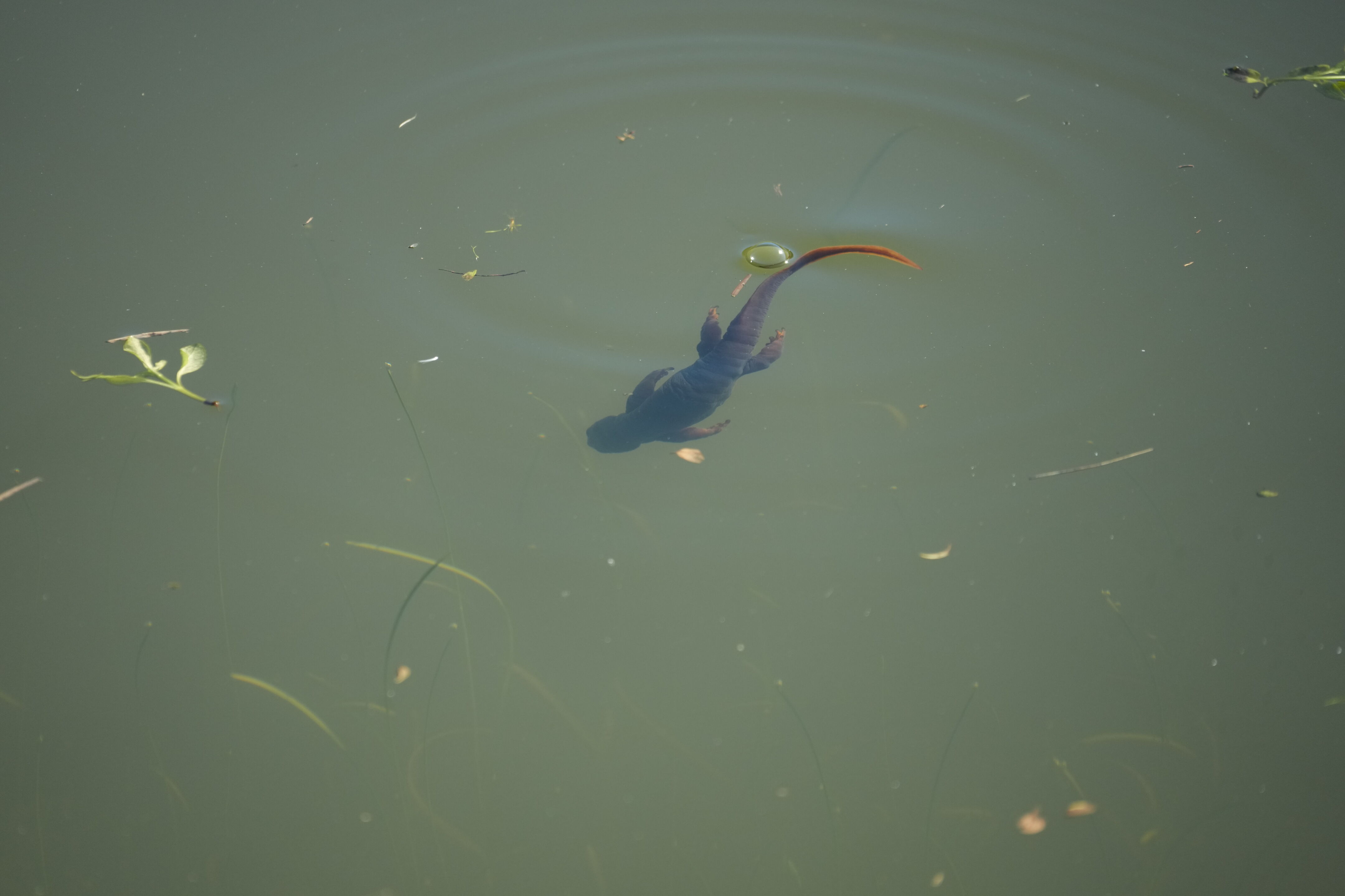 Pleasanton Ridge Regional Park