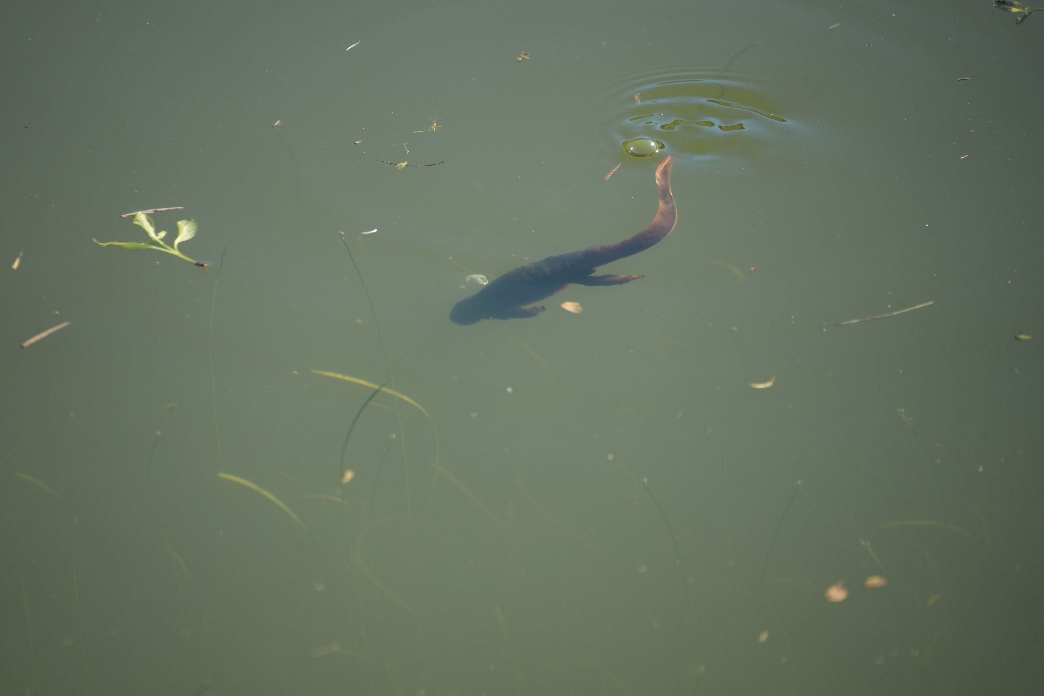 Pleasanton Ridge Regional Park