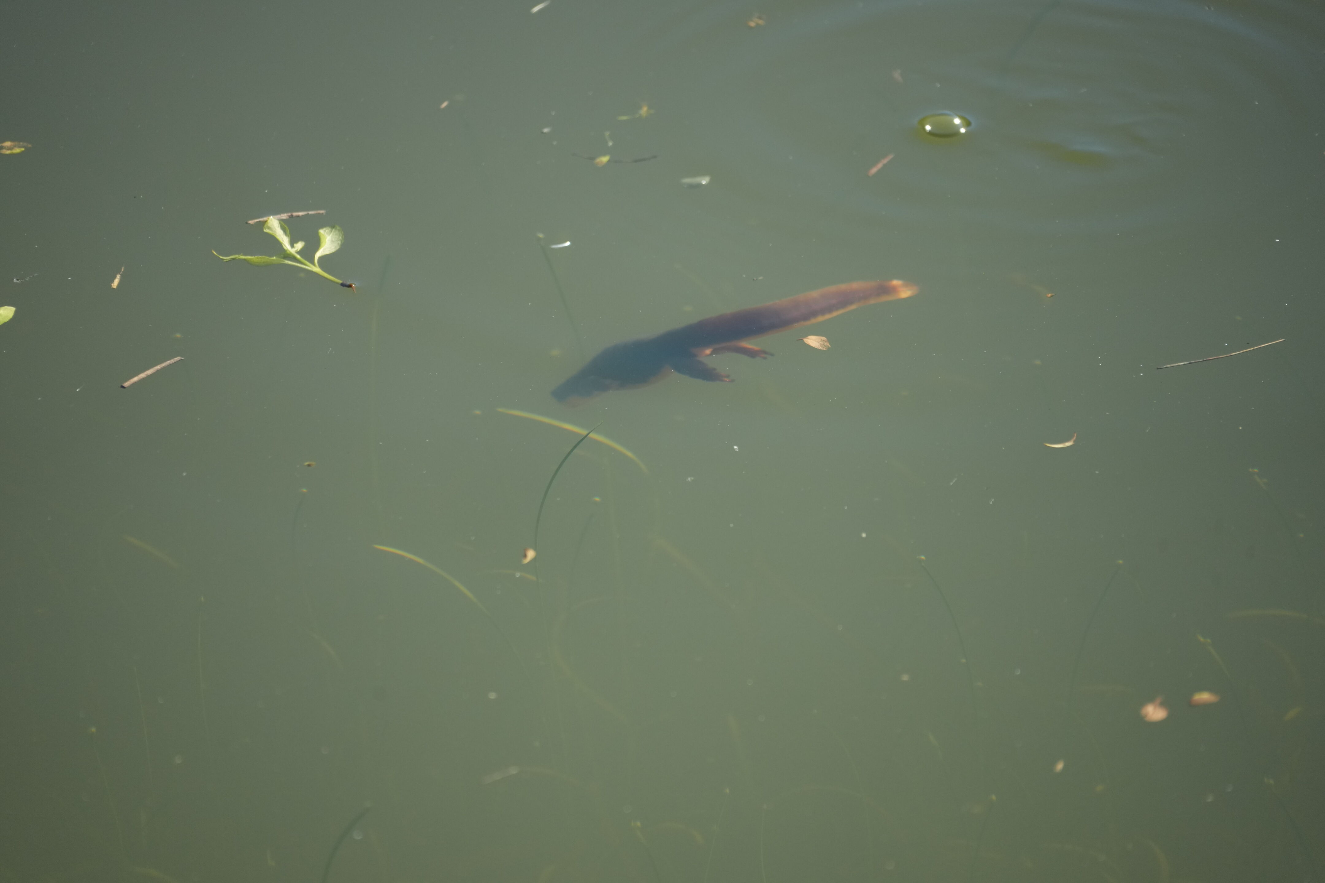 Pleasanton Ridge Regional Park