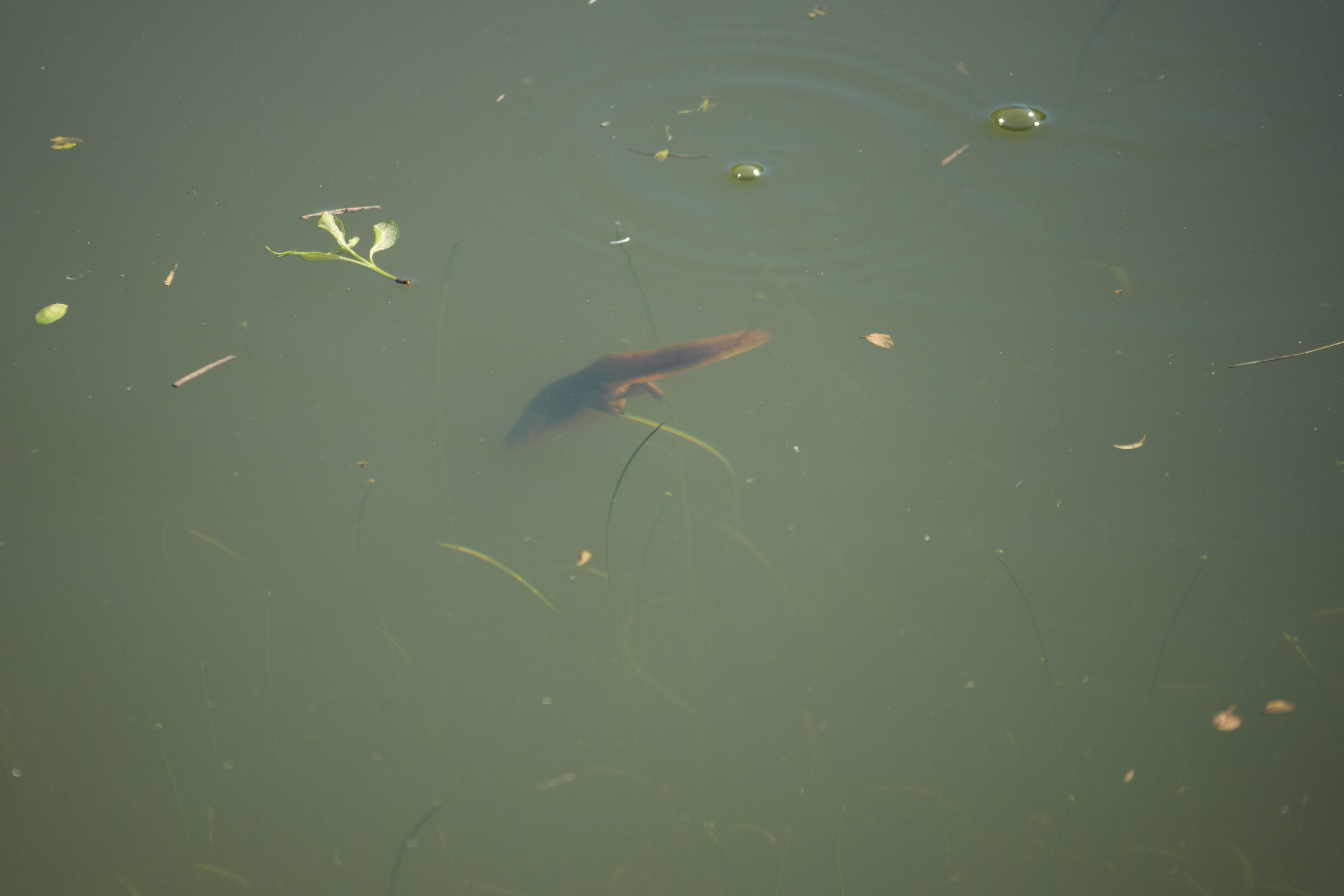 Pleasanton Ridge Regional Park