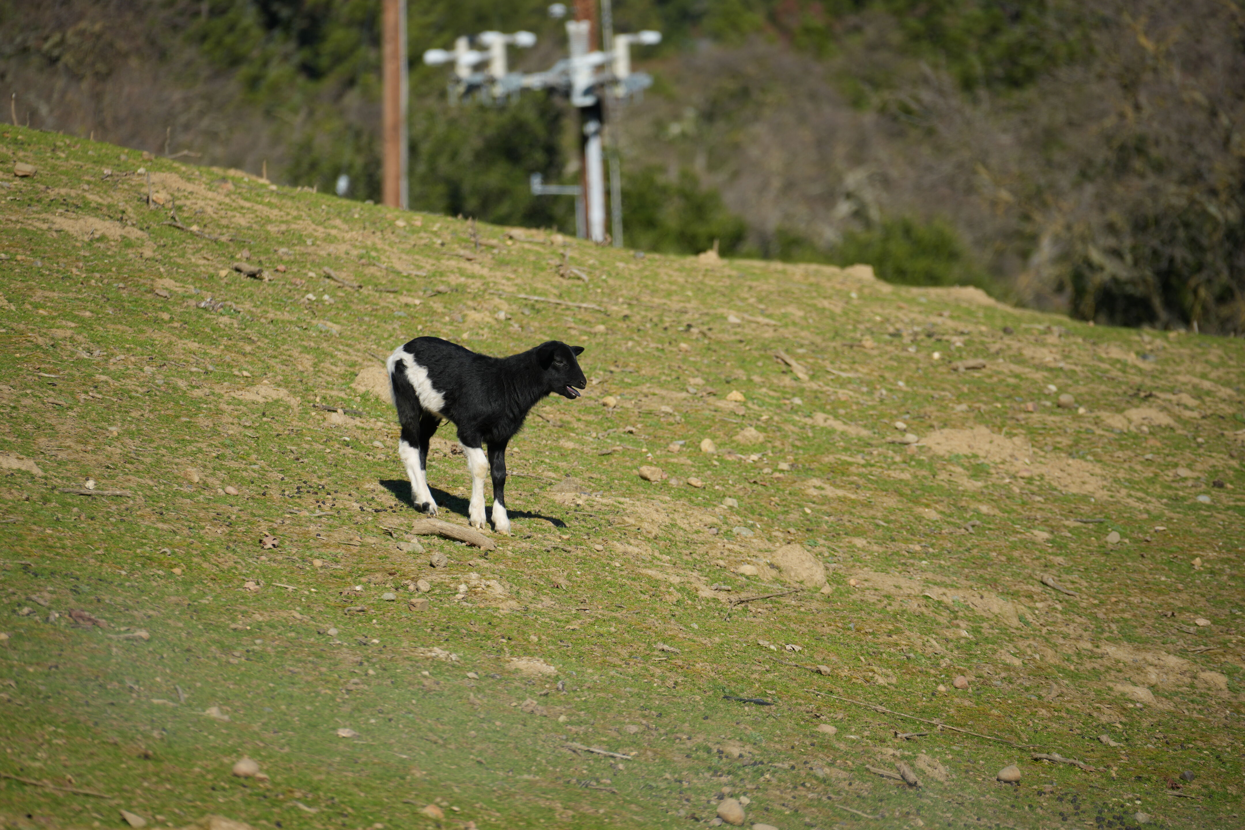 Pleasanton Ridge Regional Park