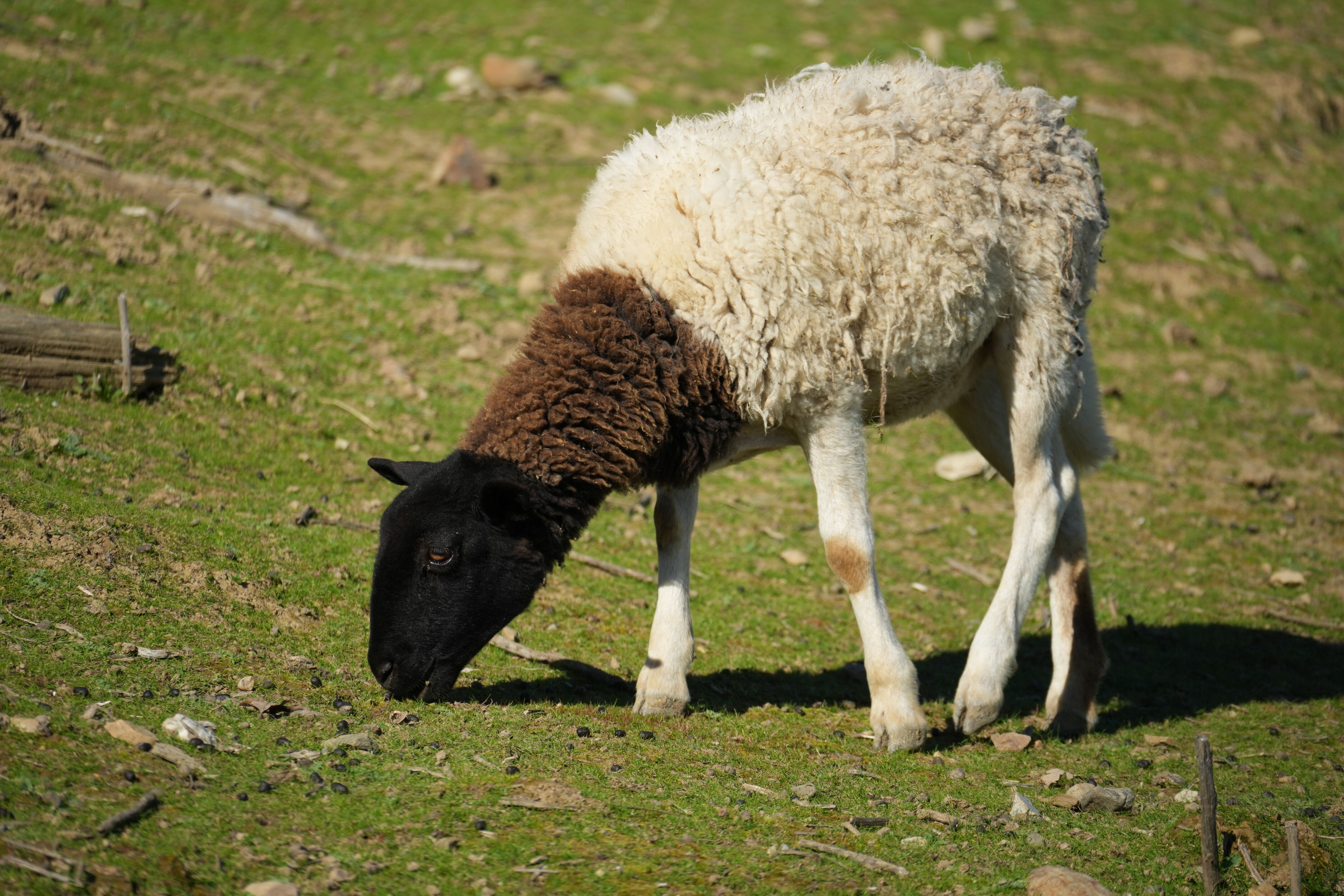 Pleasanton Ridge Regional Park