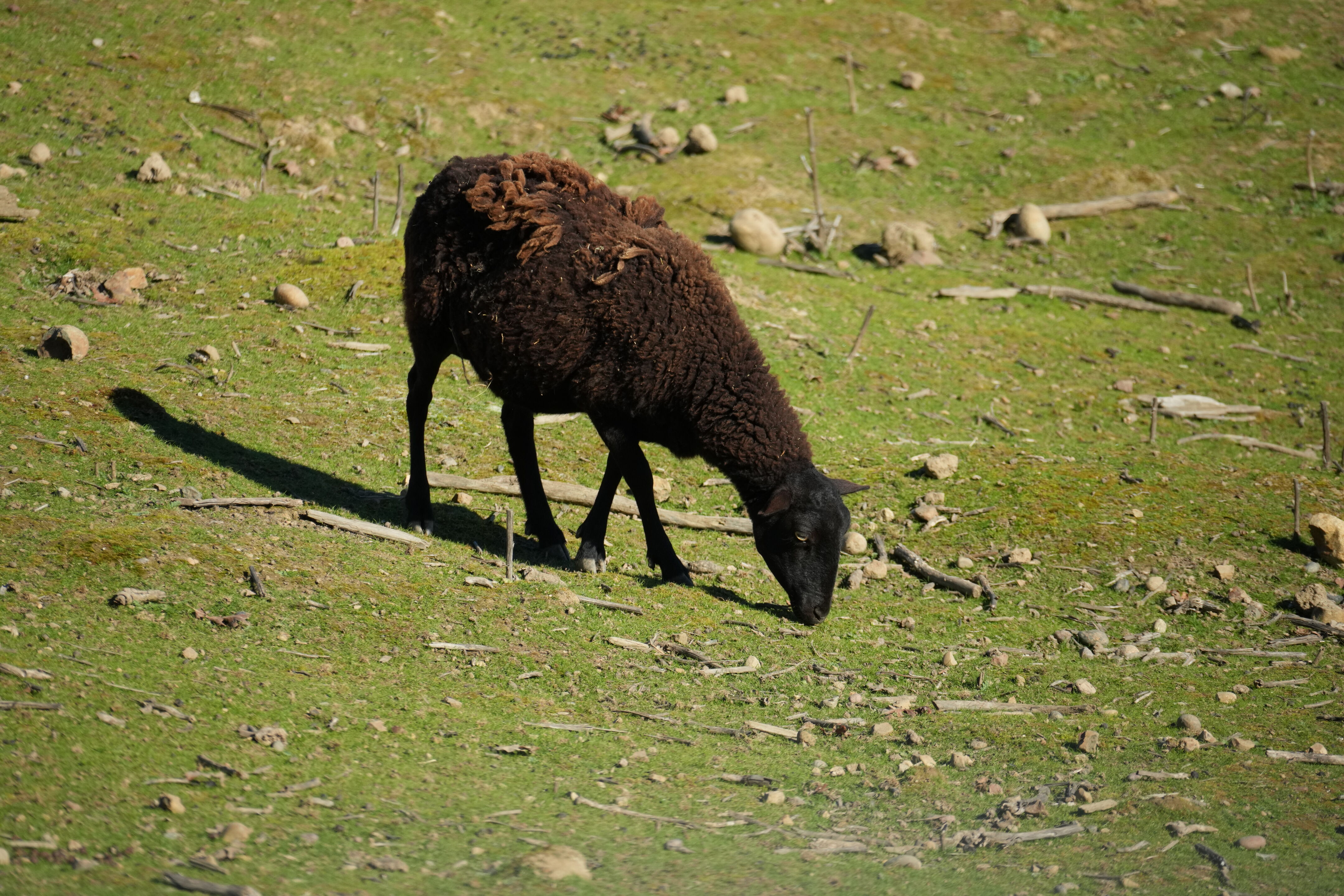 Pleasanton Ridge Regional Park