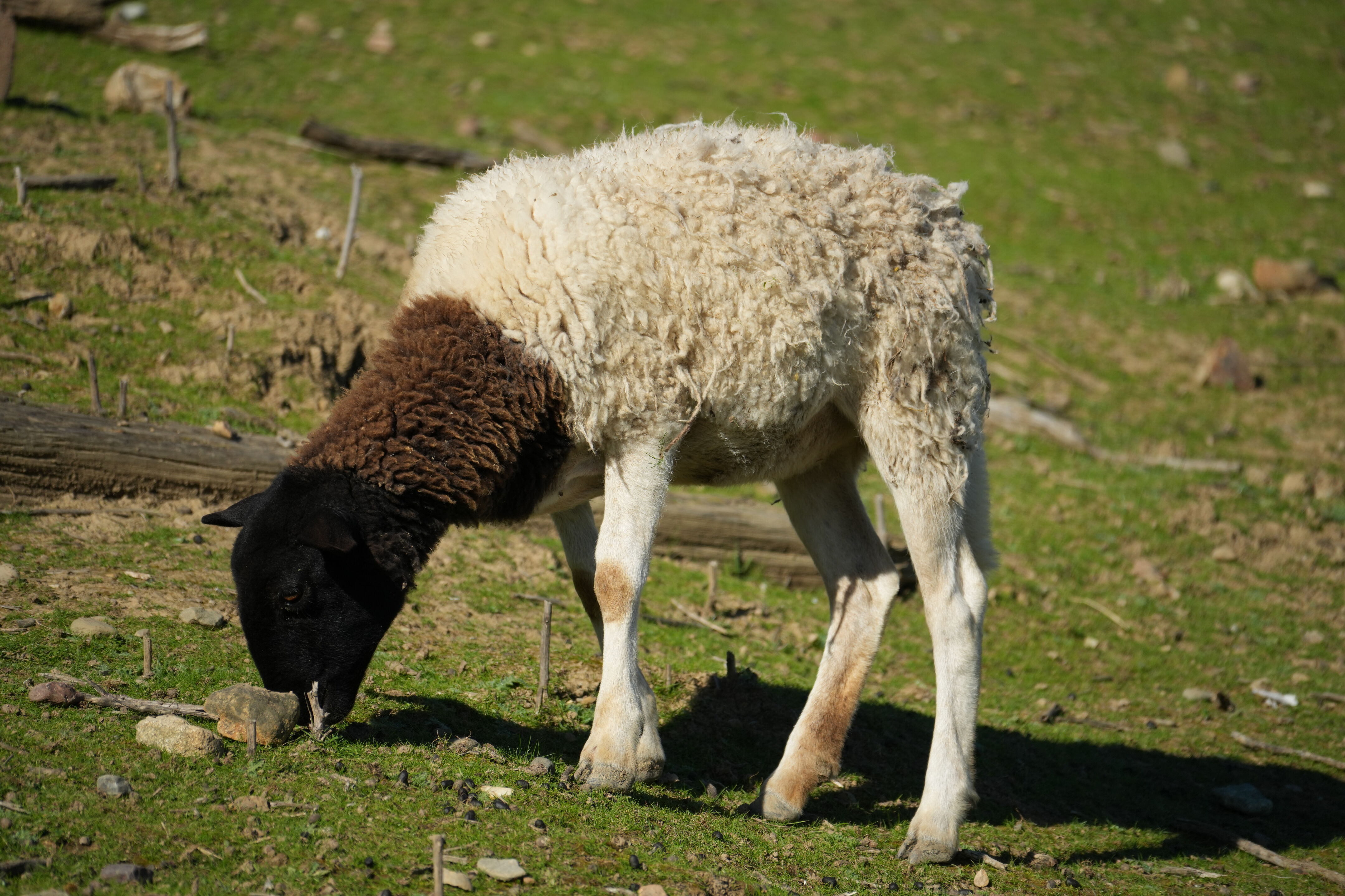 Pleasanton Ridge Regional Park