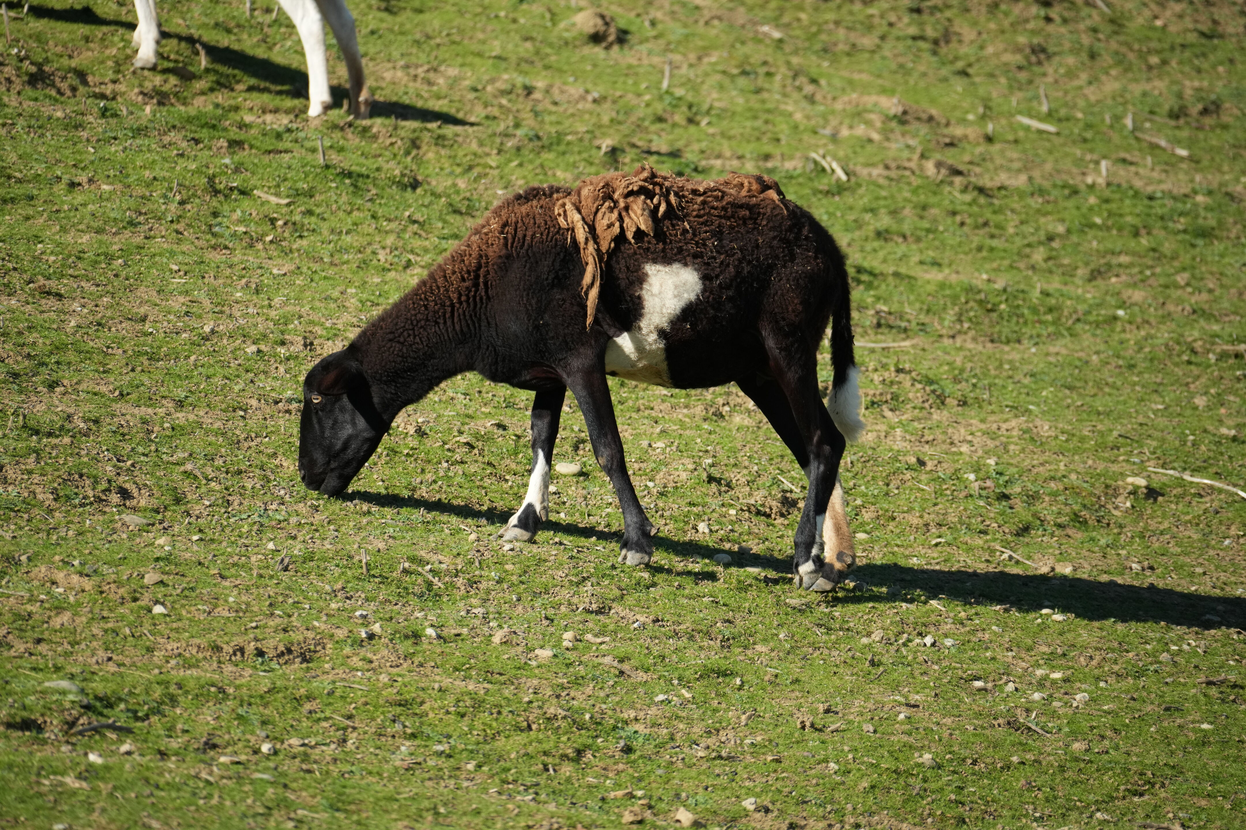 Pleasanton Ridge Regional Park