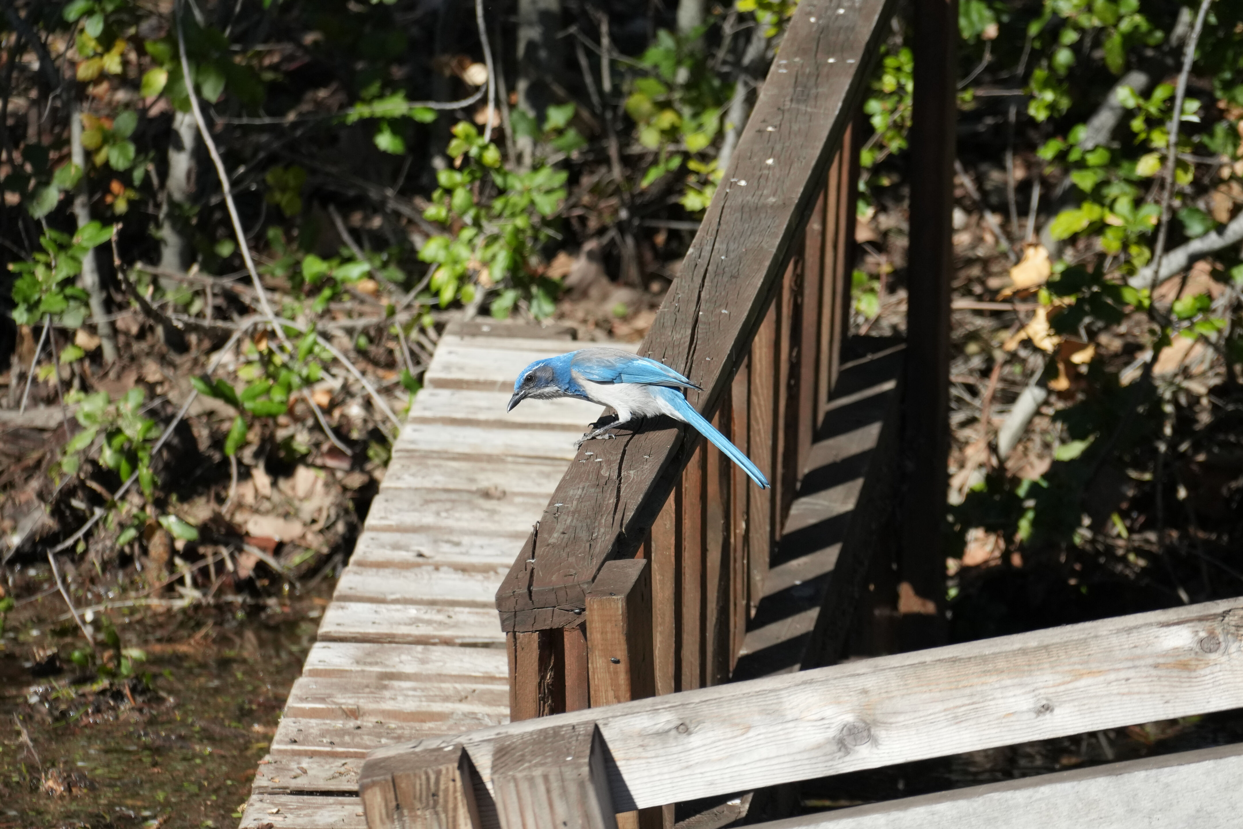 Marsh Creek Regional Trail
