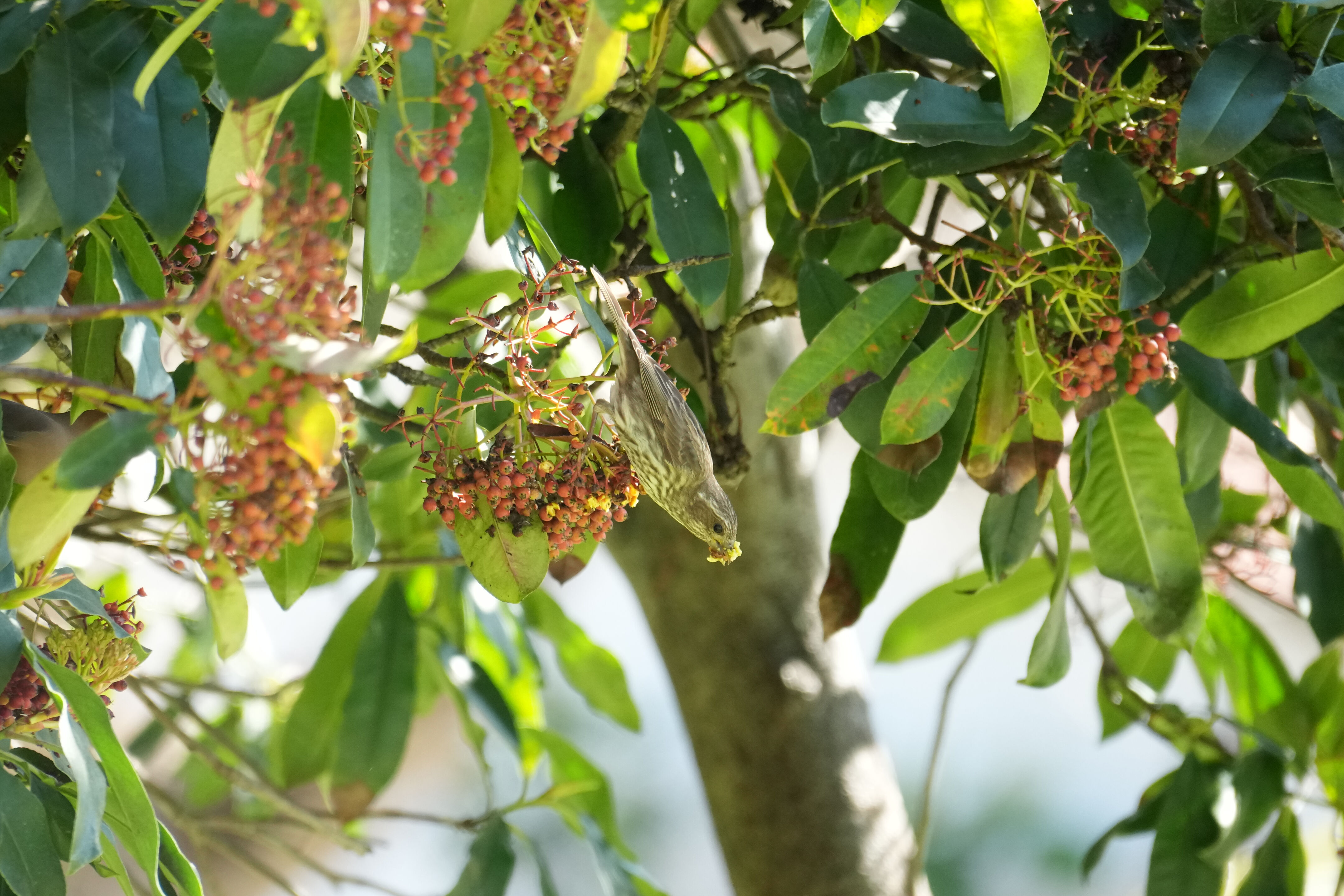 Marsh Creek Regional Trail
