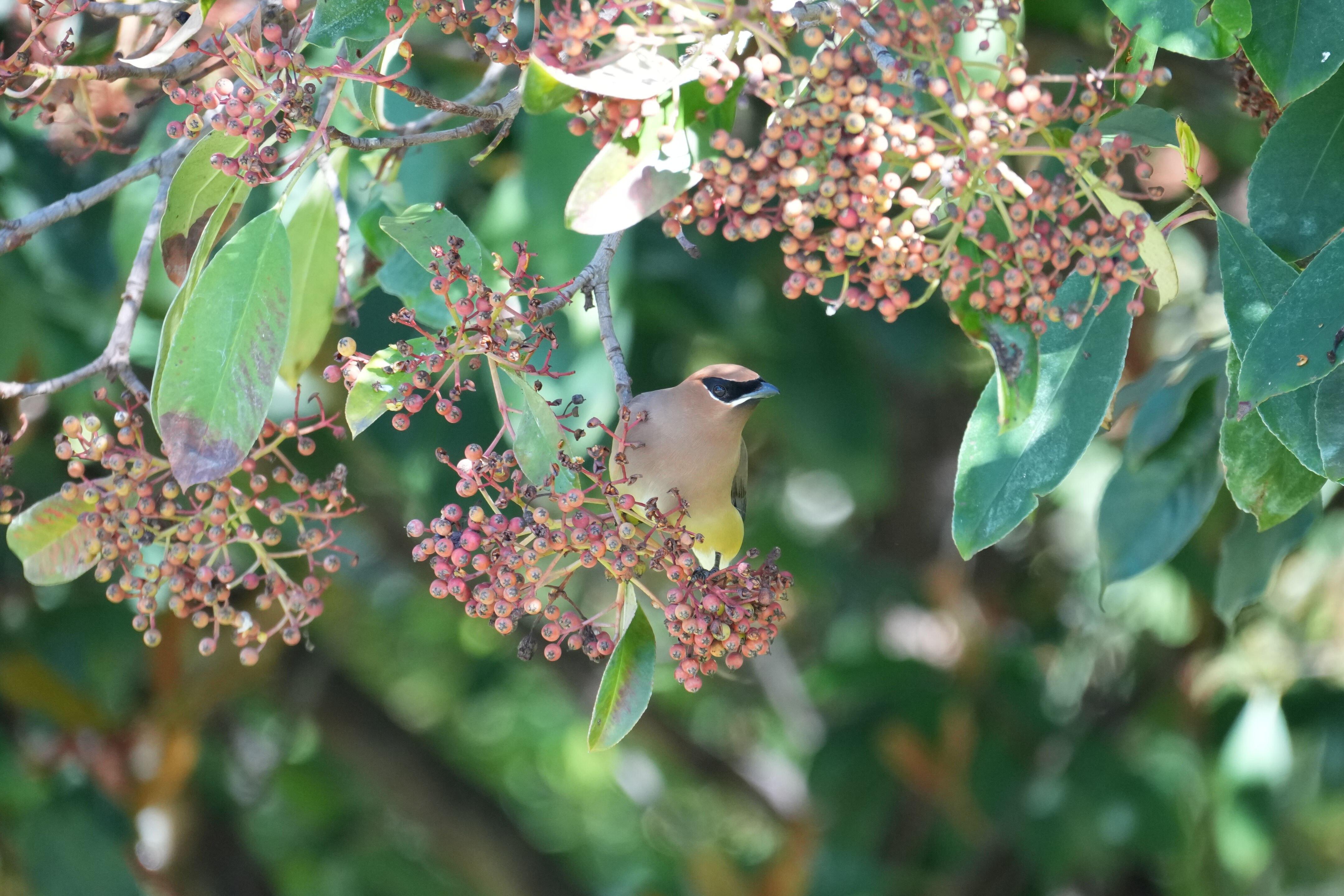 Cedar Waxwing
