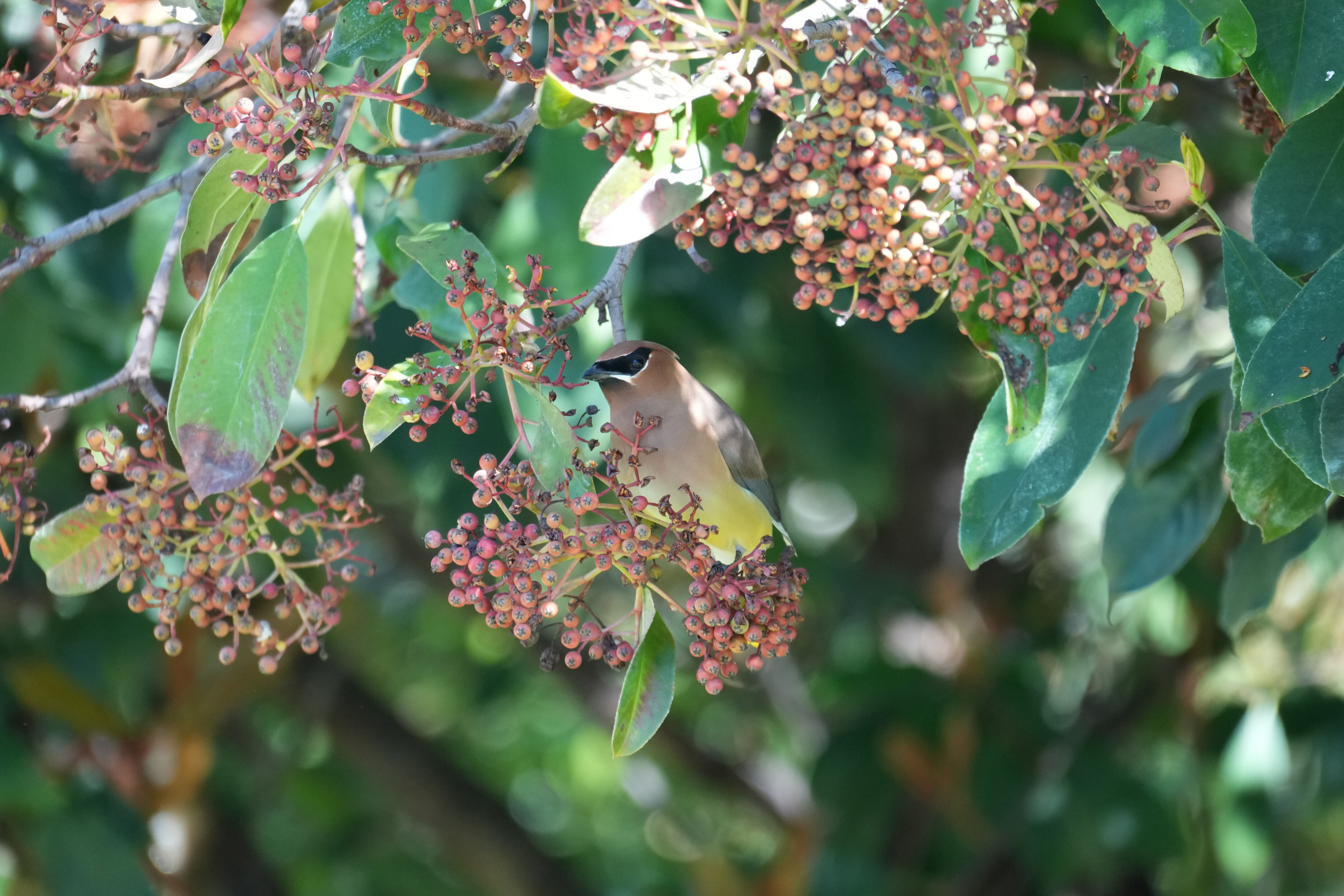 Marsh Creek Regional Trail
