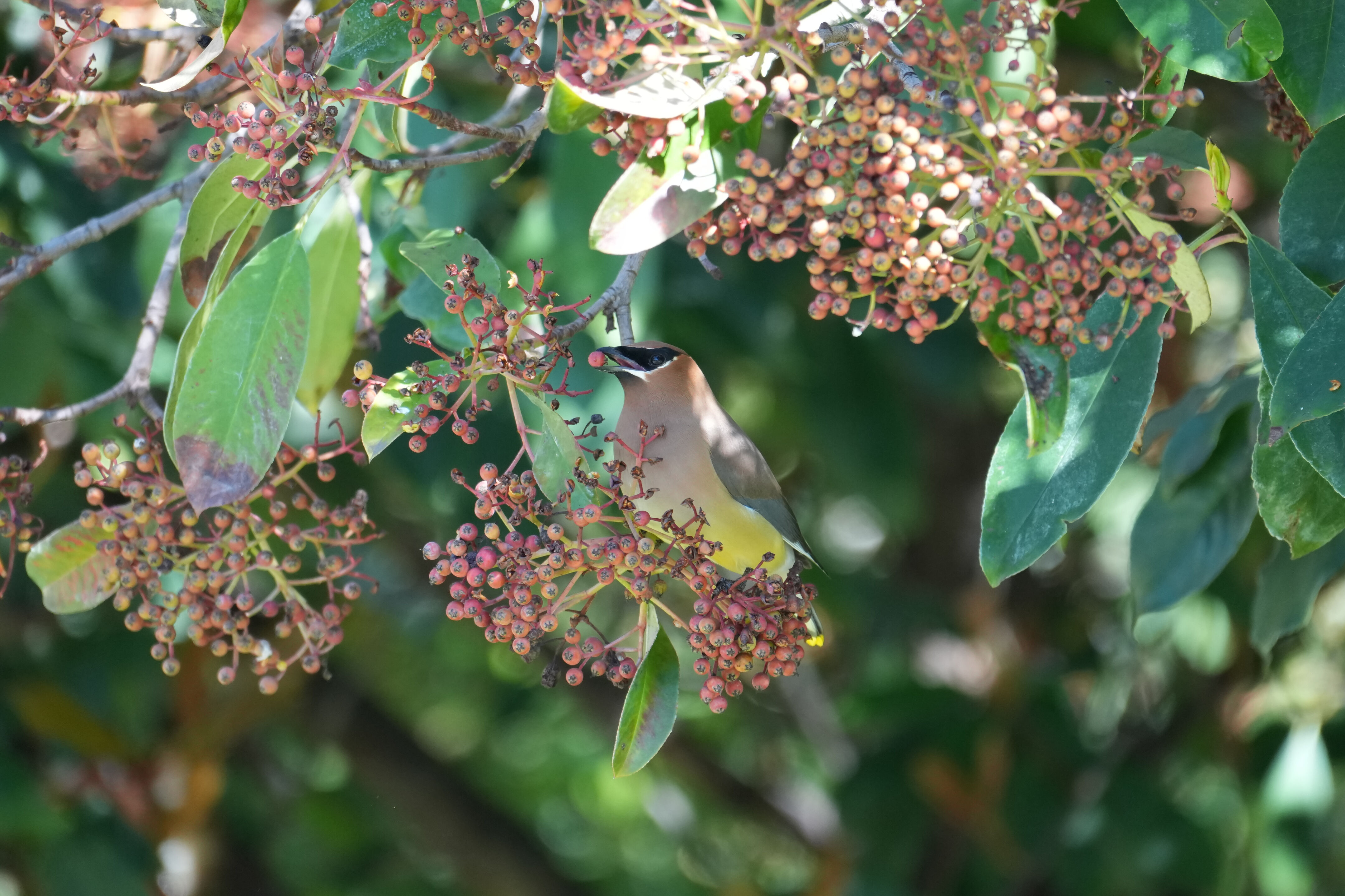 Marsh Creek Regional Trail