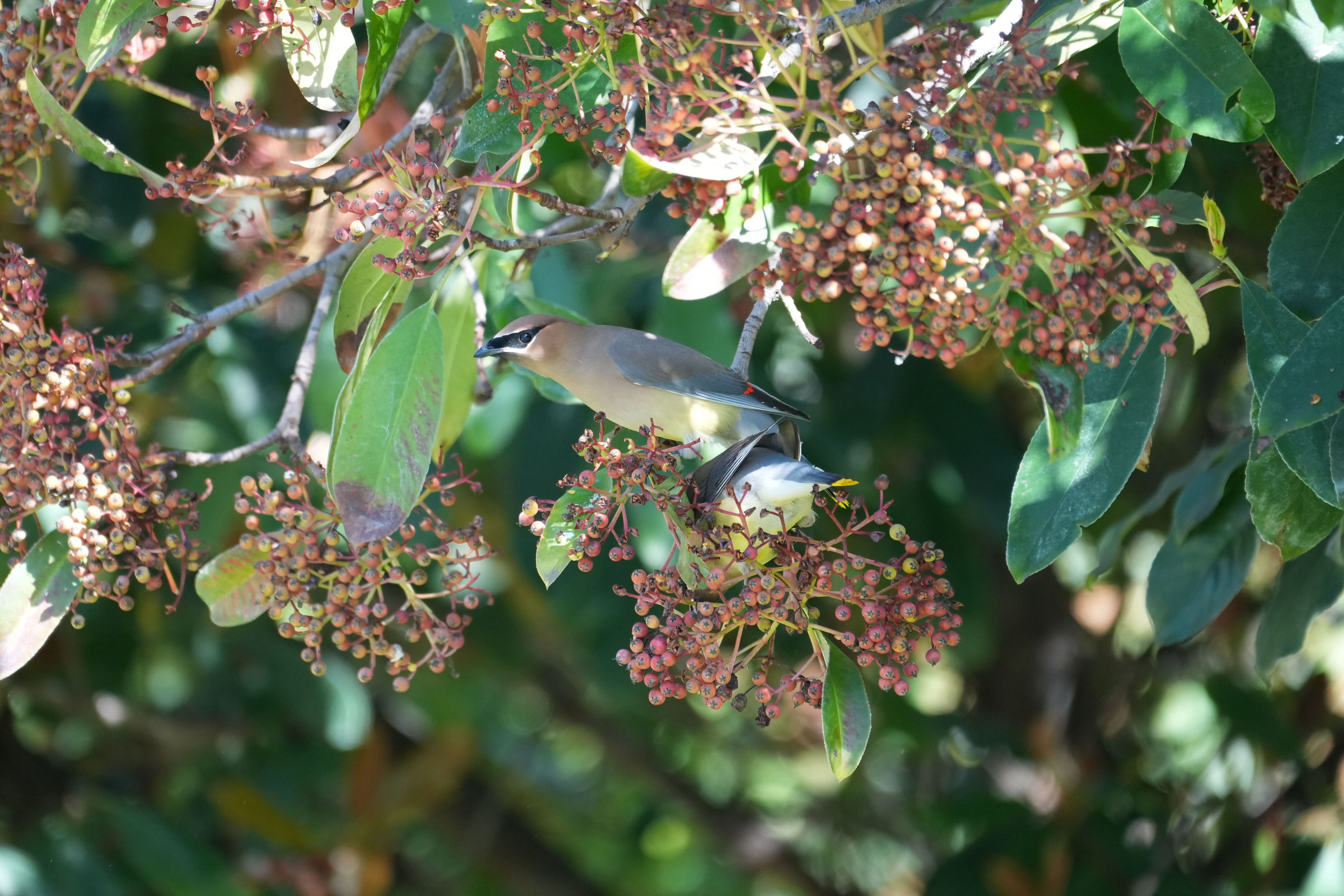 Marsh Creek Regional Trail