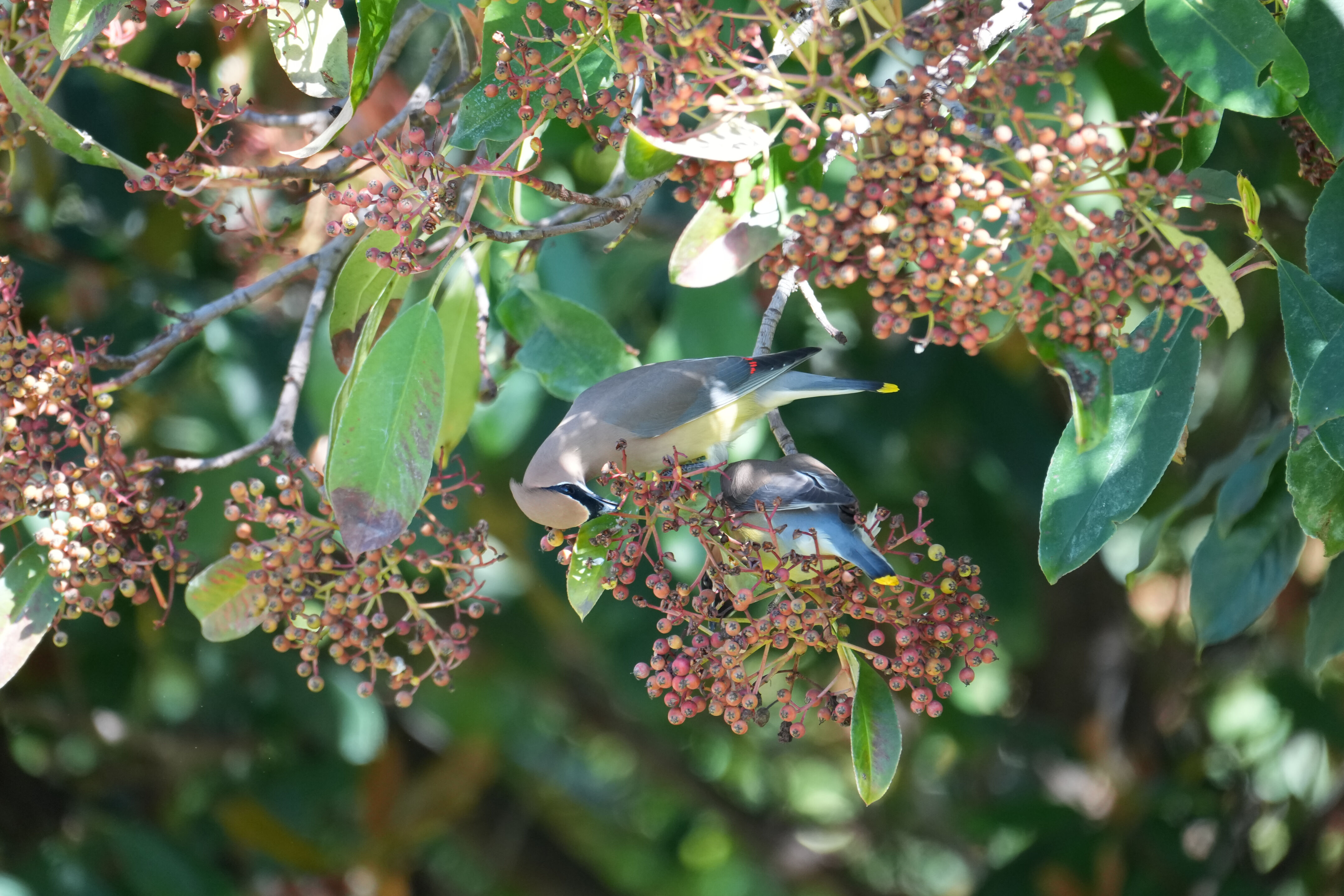 Marsh Creek Regional Trail