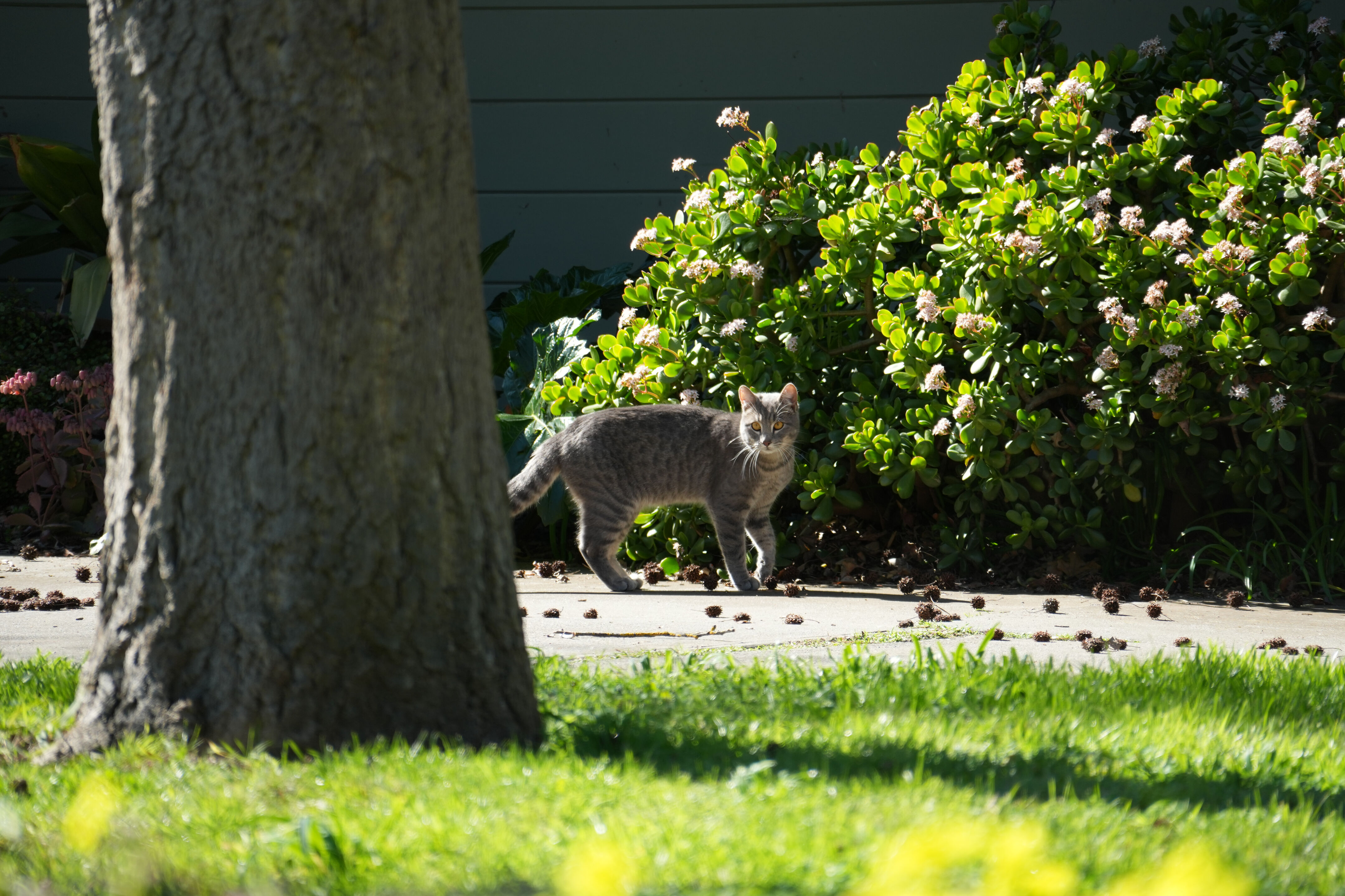 Marsh Creek Regional Trail