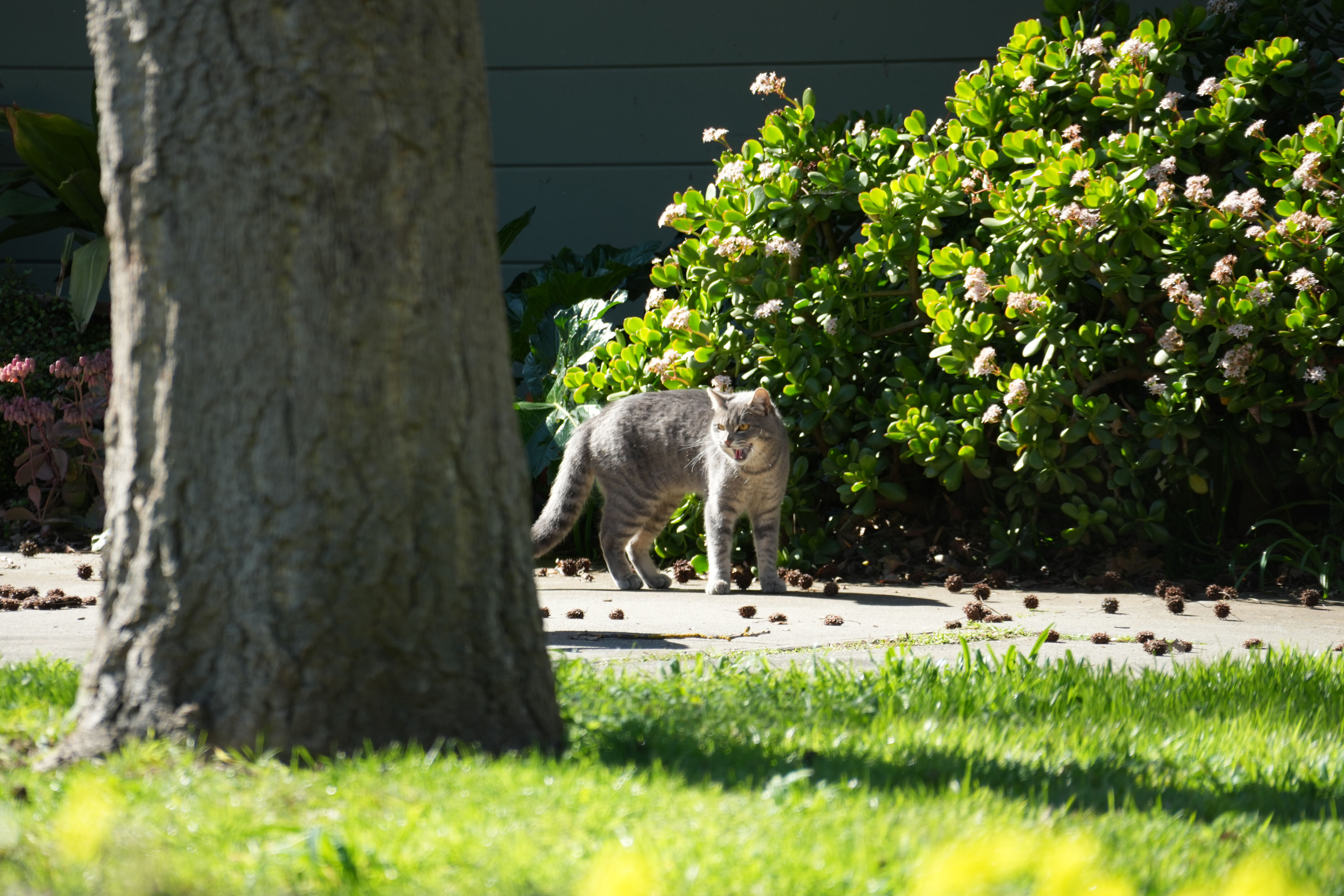 Marsh Creek Regional Trail