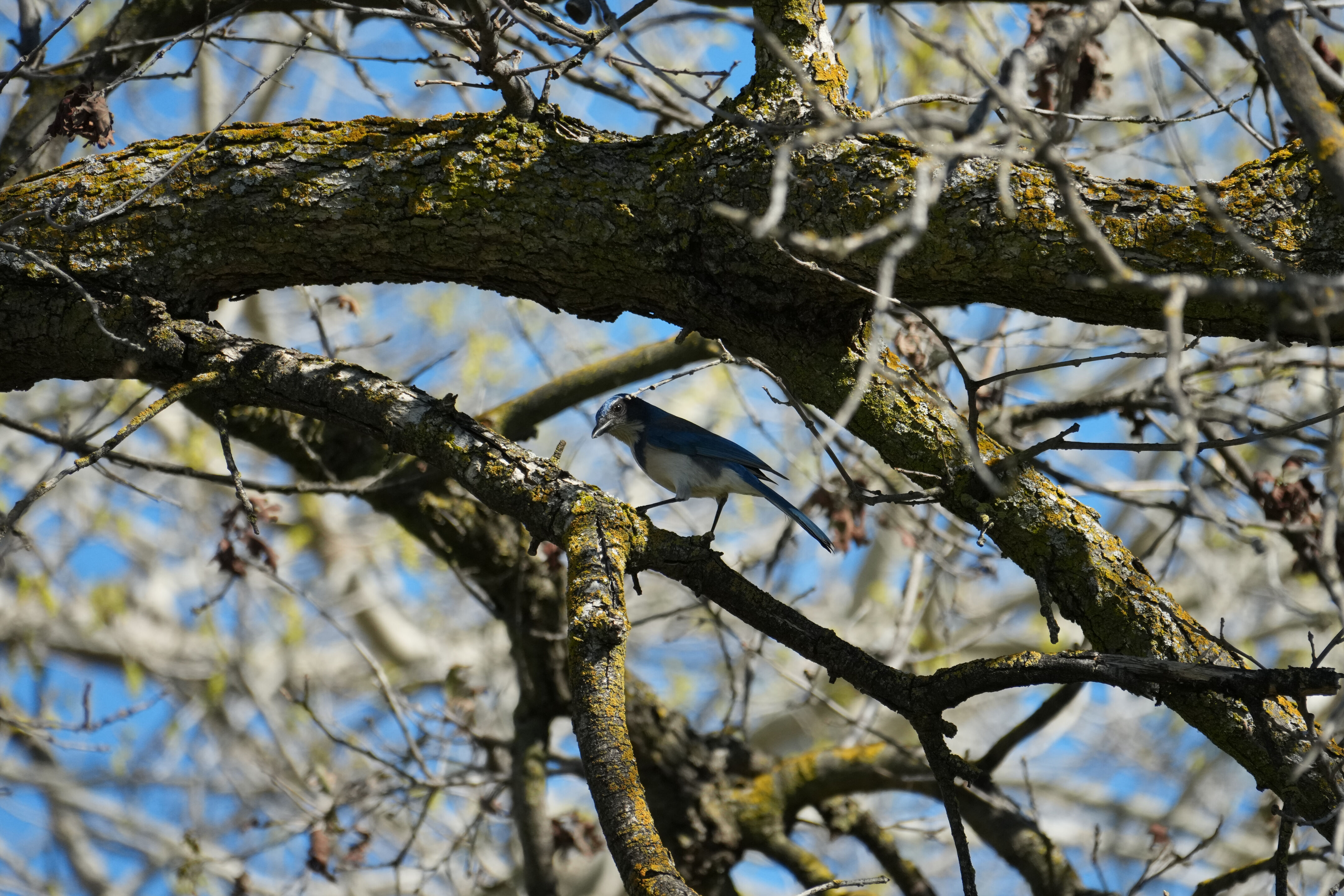Marsh Creek Regional Trail