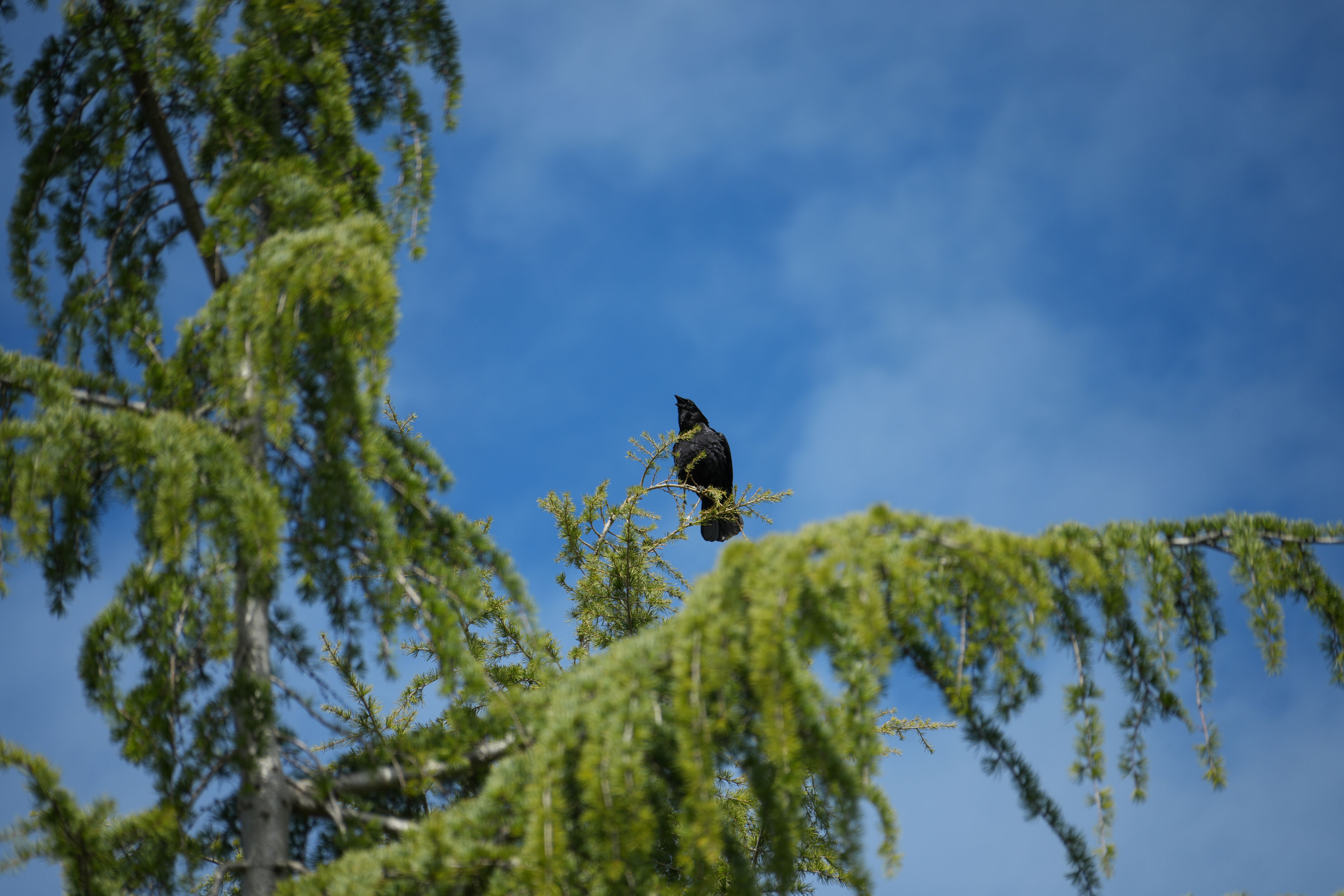 Marsh Creek Regional Trail