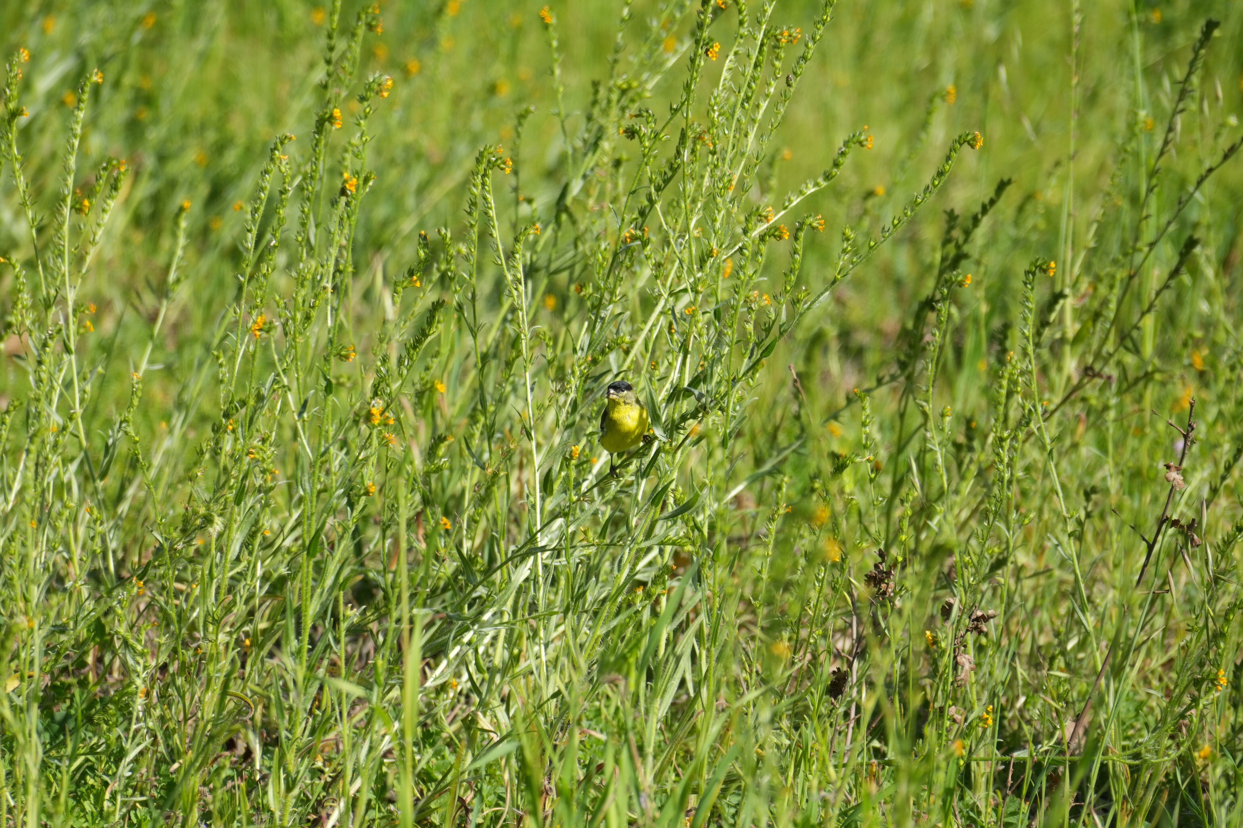 Marsh Creek Regional Trail