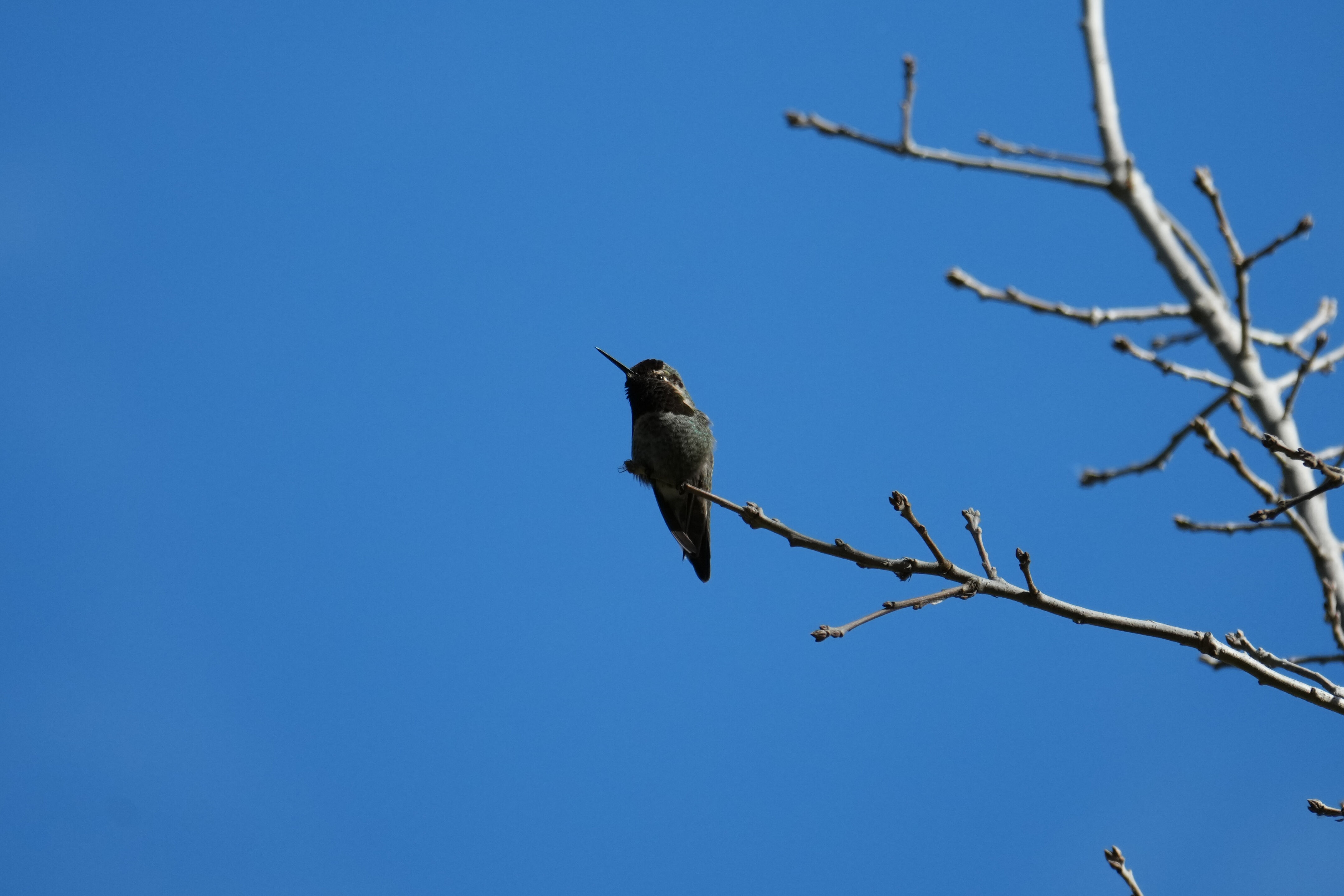 Marsh Creek Regional Trail