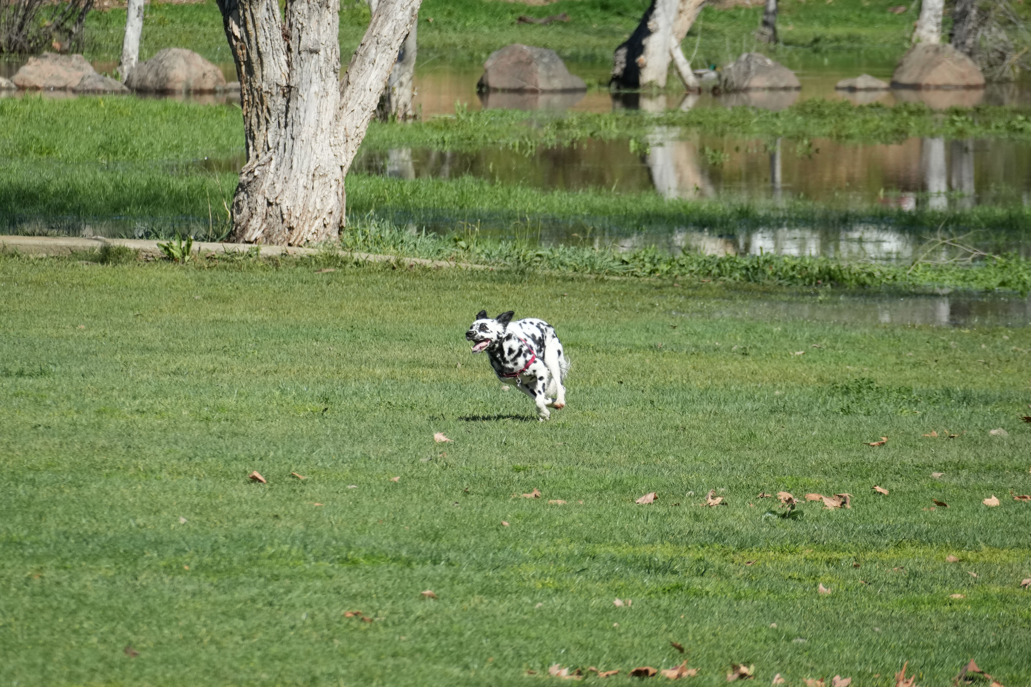 Marsh Creek Regional Trail