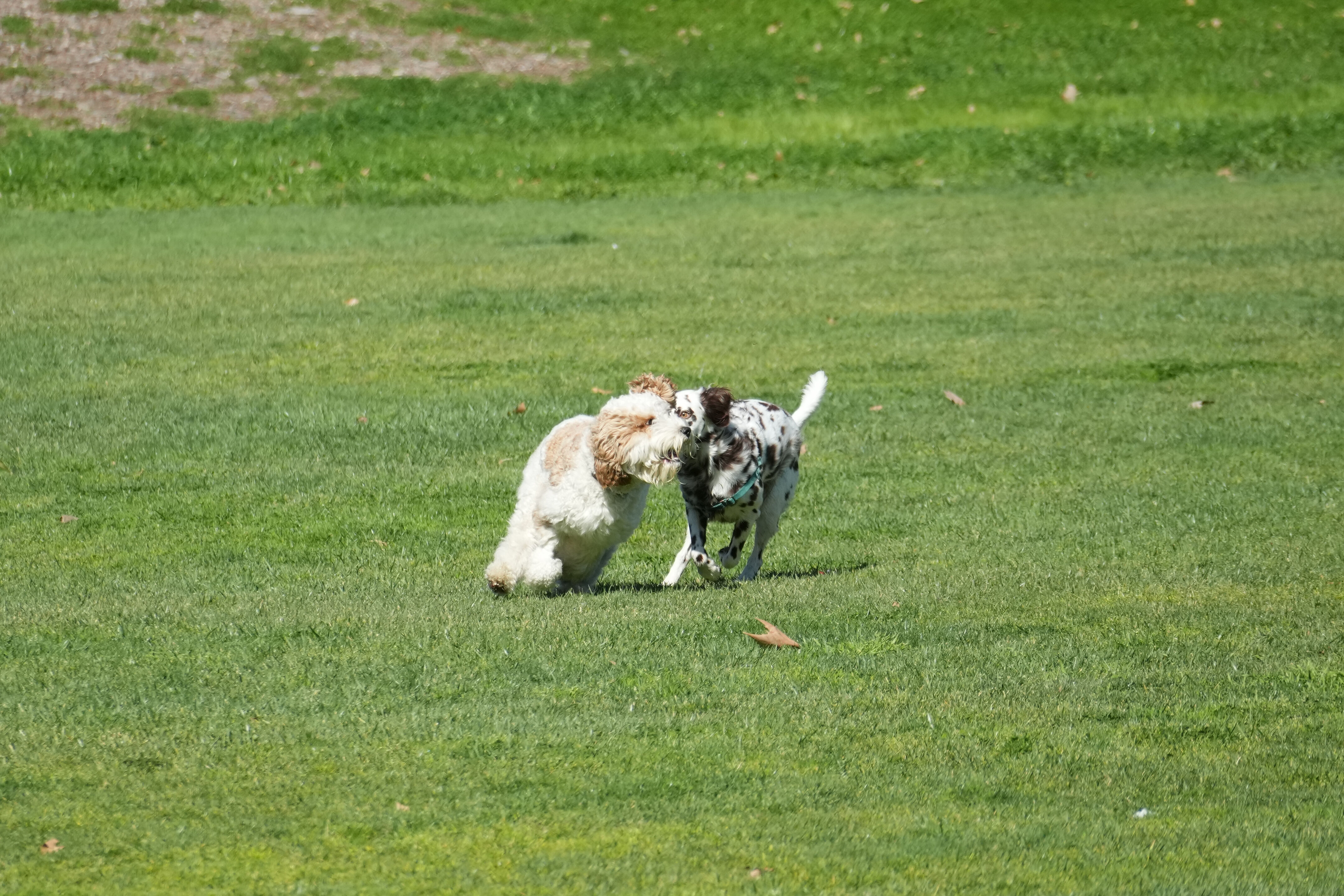 Marsh Creek Regional Trail