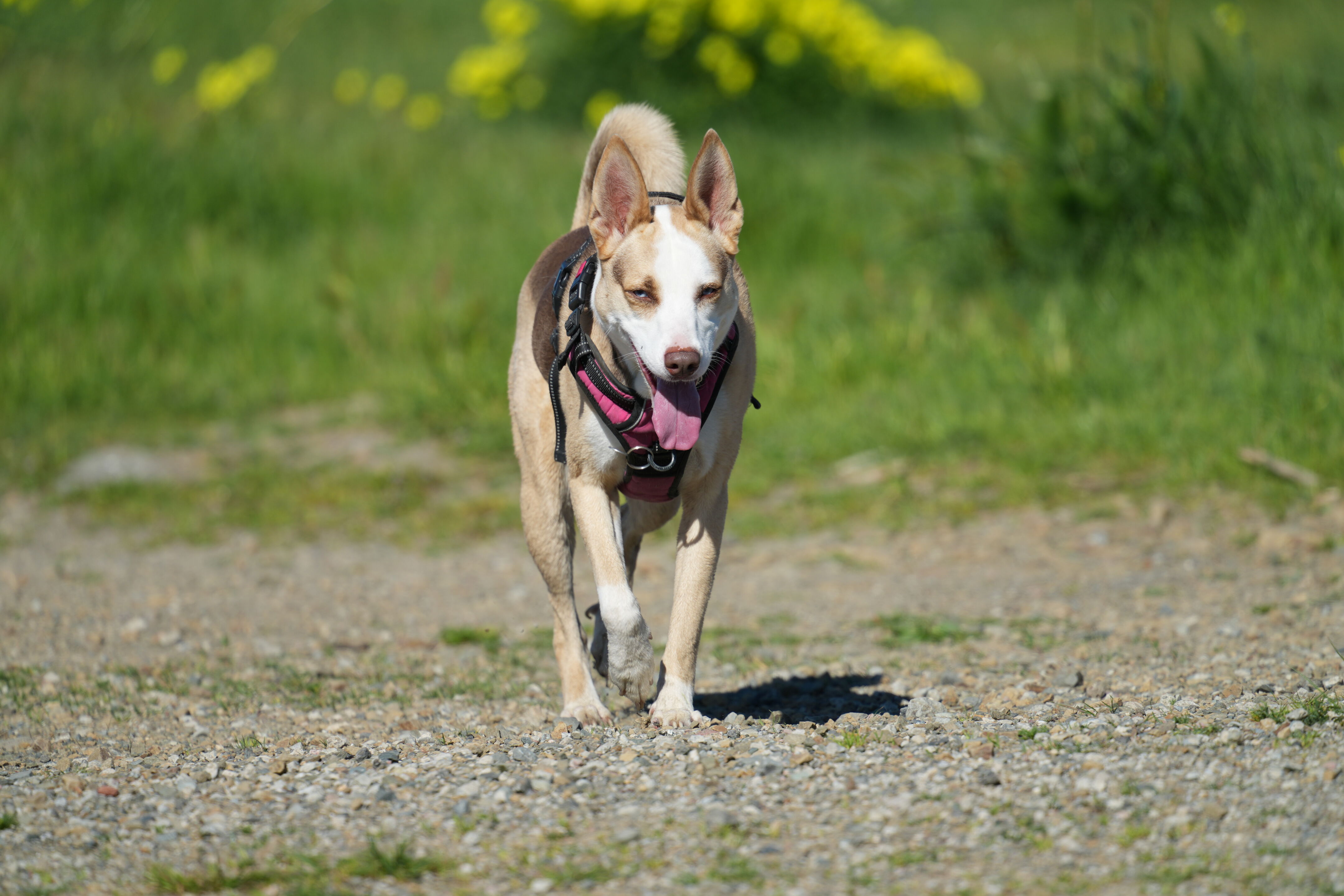 McLaughlin Eastshore State Park