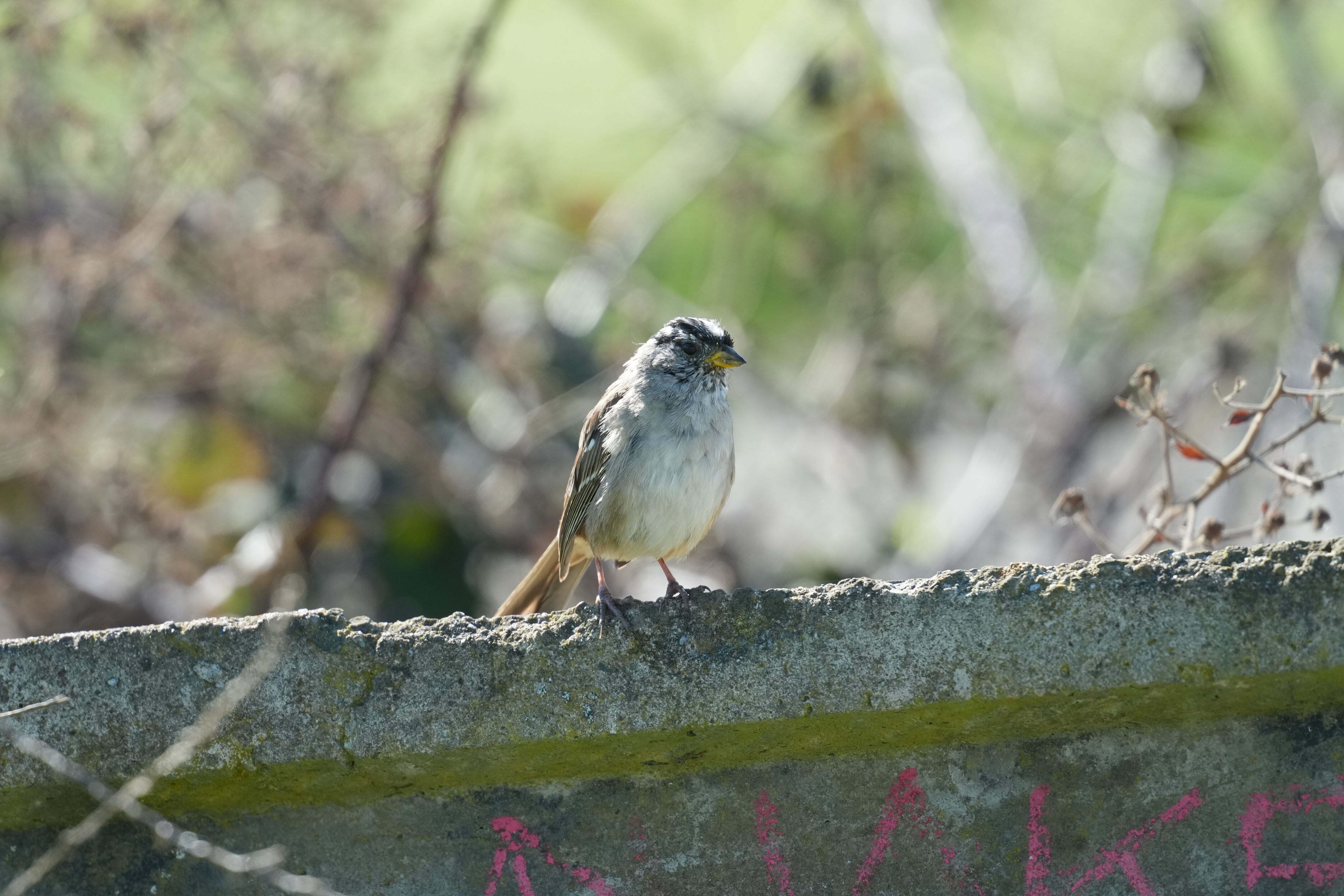 McLaughlin Eastshore State Park