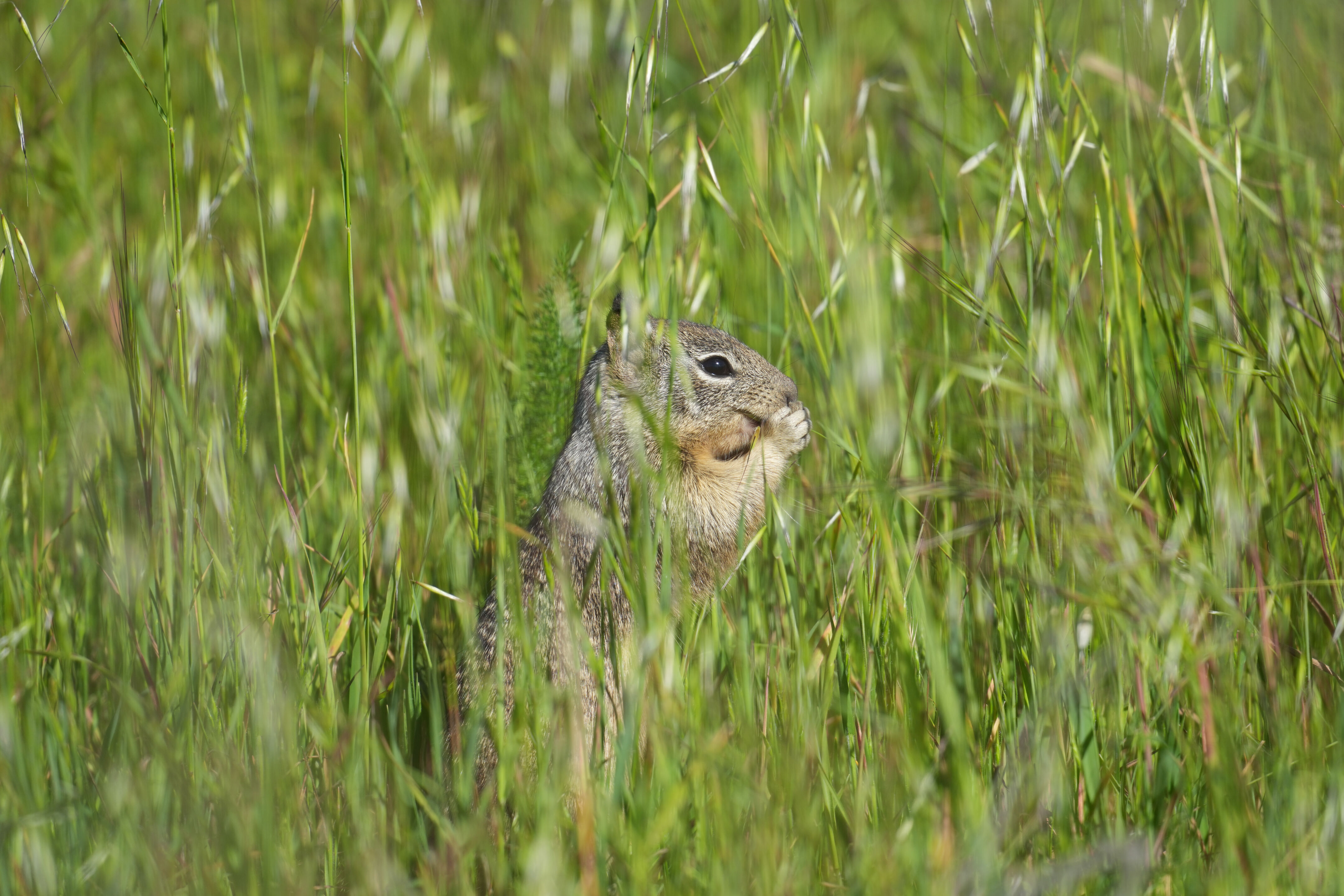 McLaughlin Eastshore State Park