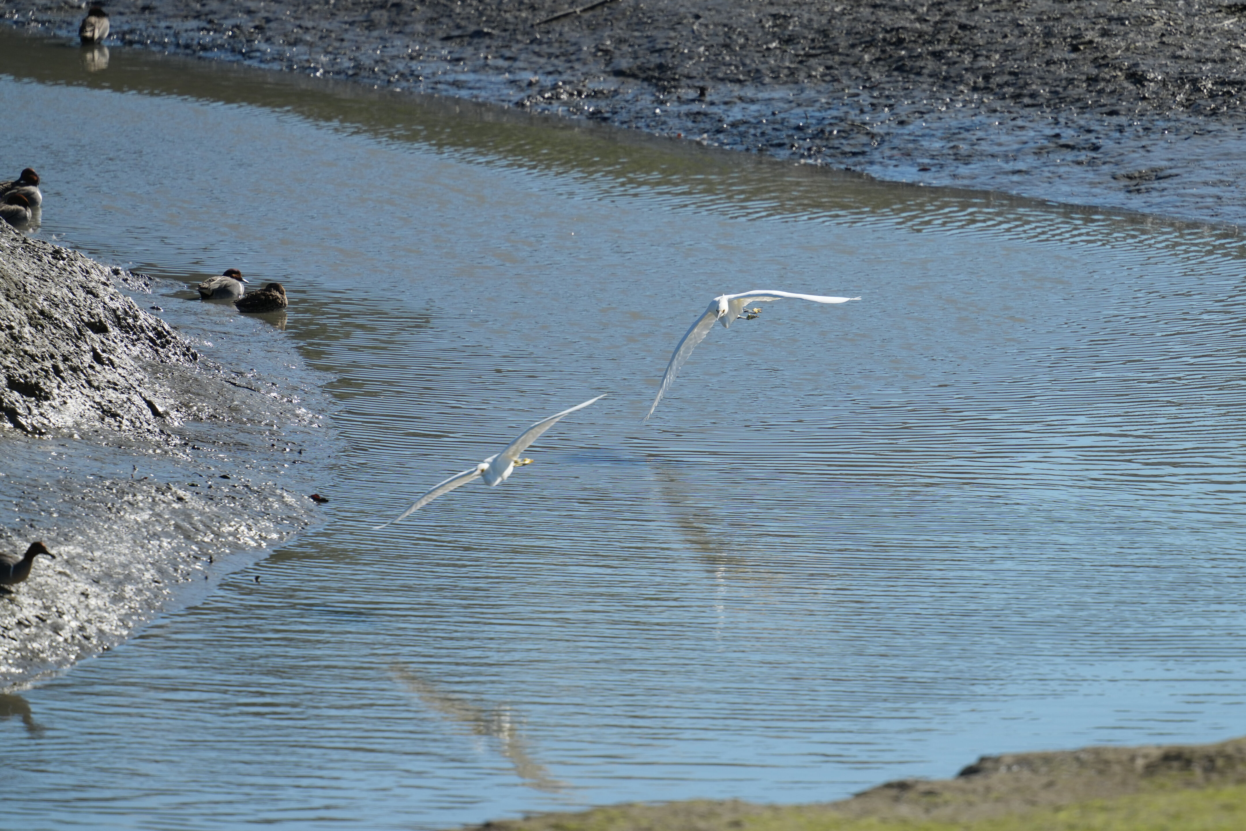 McLaughlin Eastshore State Park