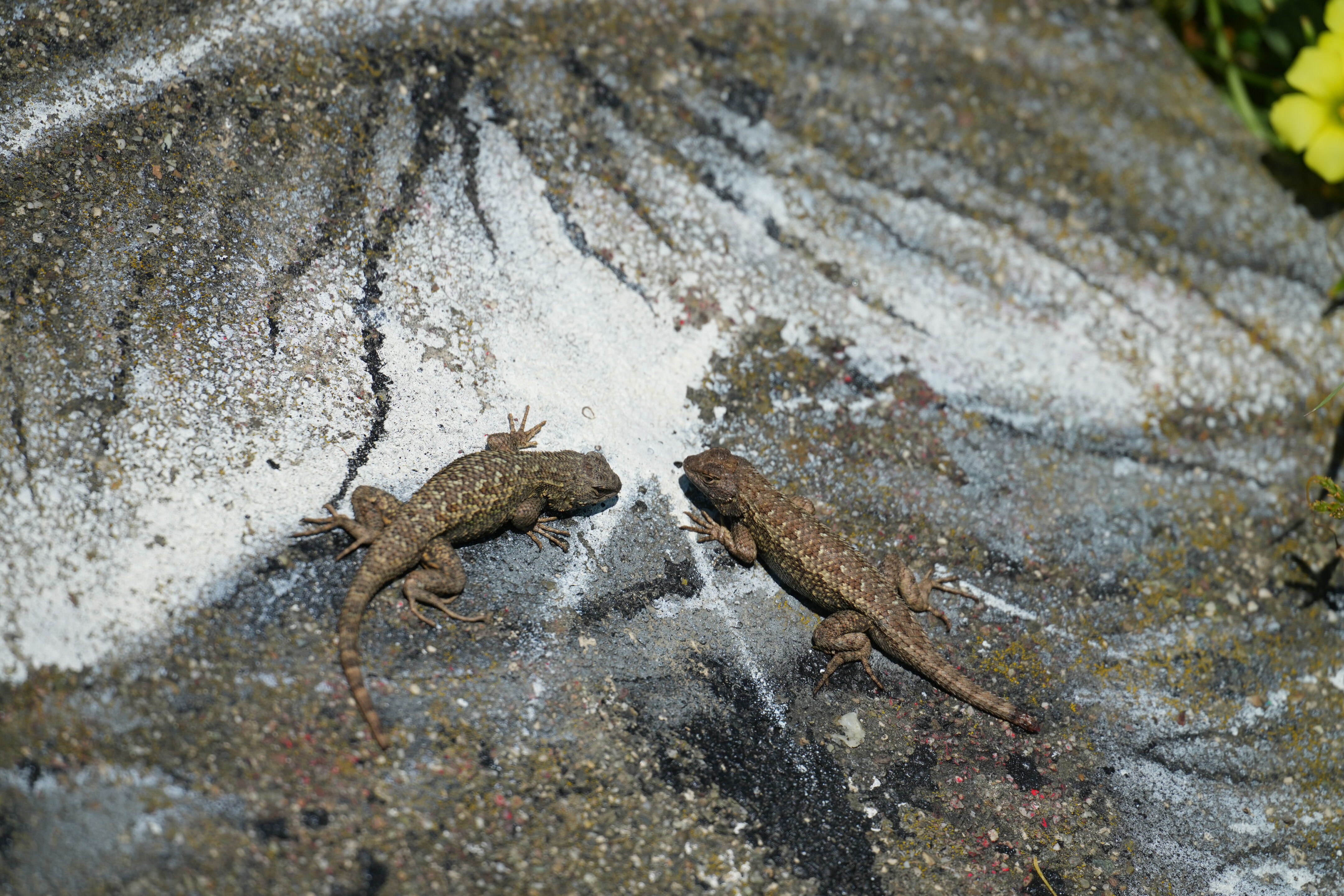 McLaughlin Eastshore State Park