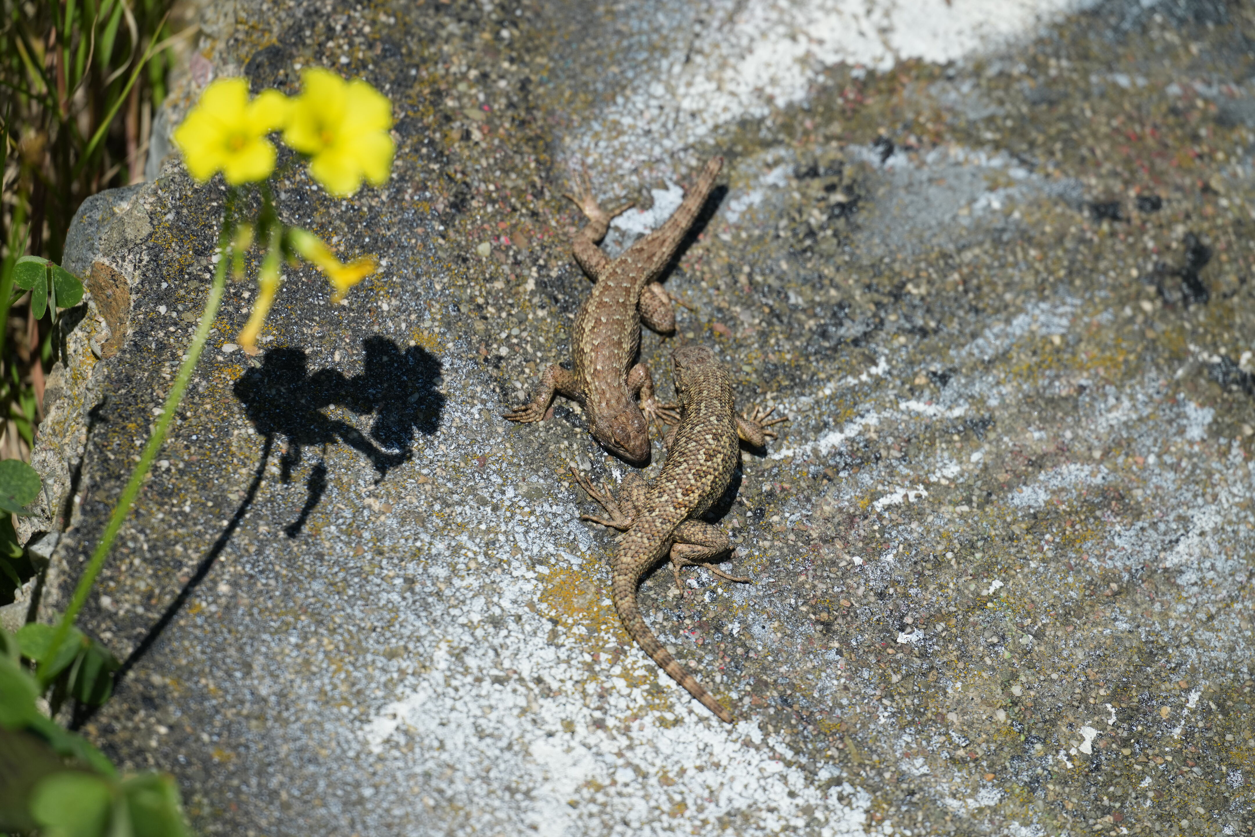 McLaughlin Eastshore State Park