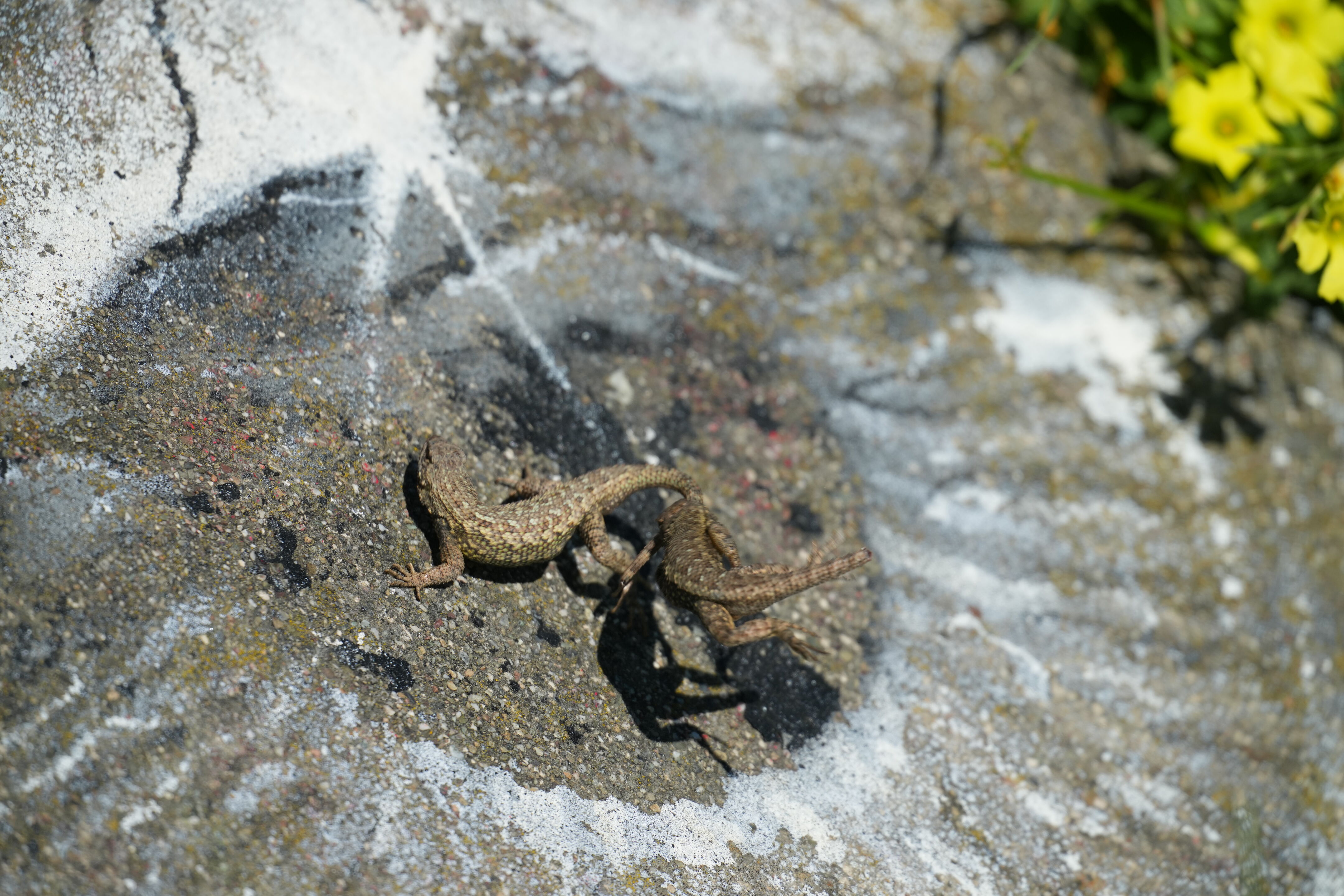 McLaughlin Eastshore State Park