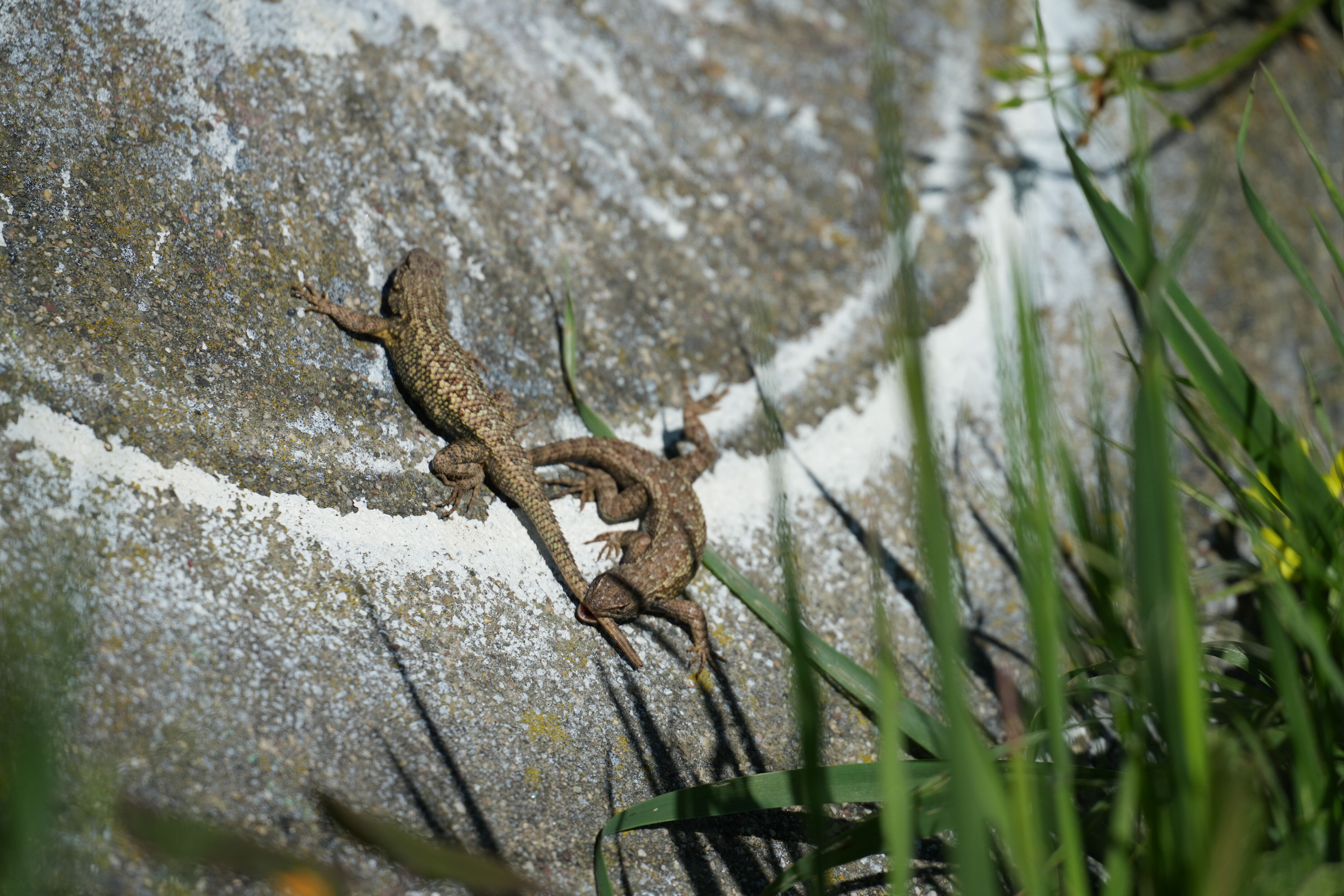 McLaughlin Eastshore State Park
