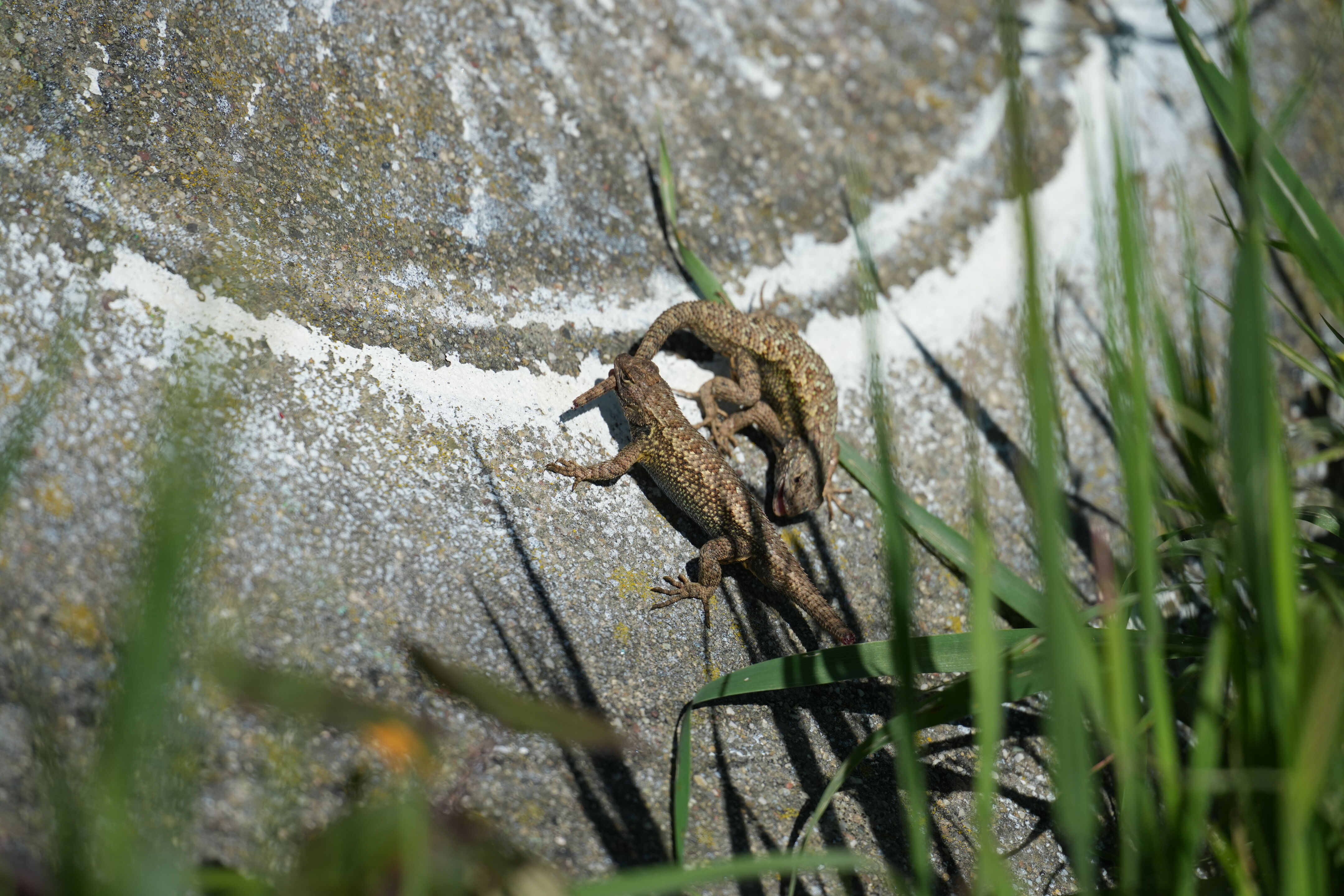 McLaughlin Eastshore State Park