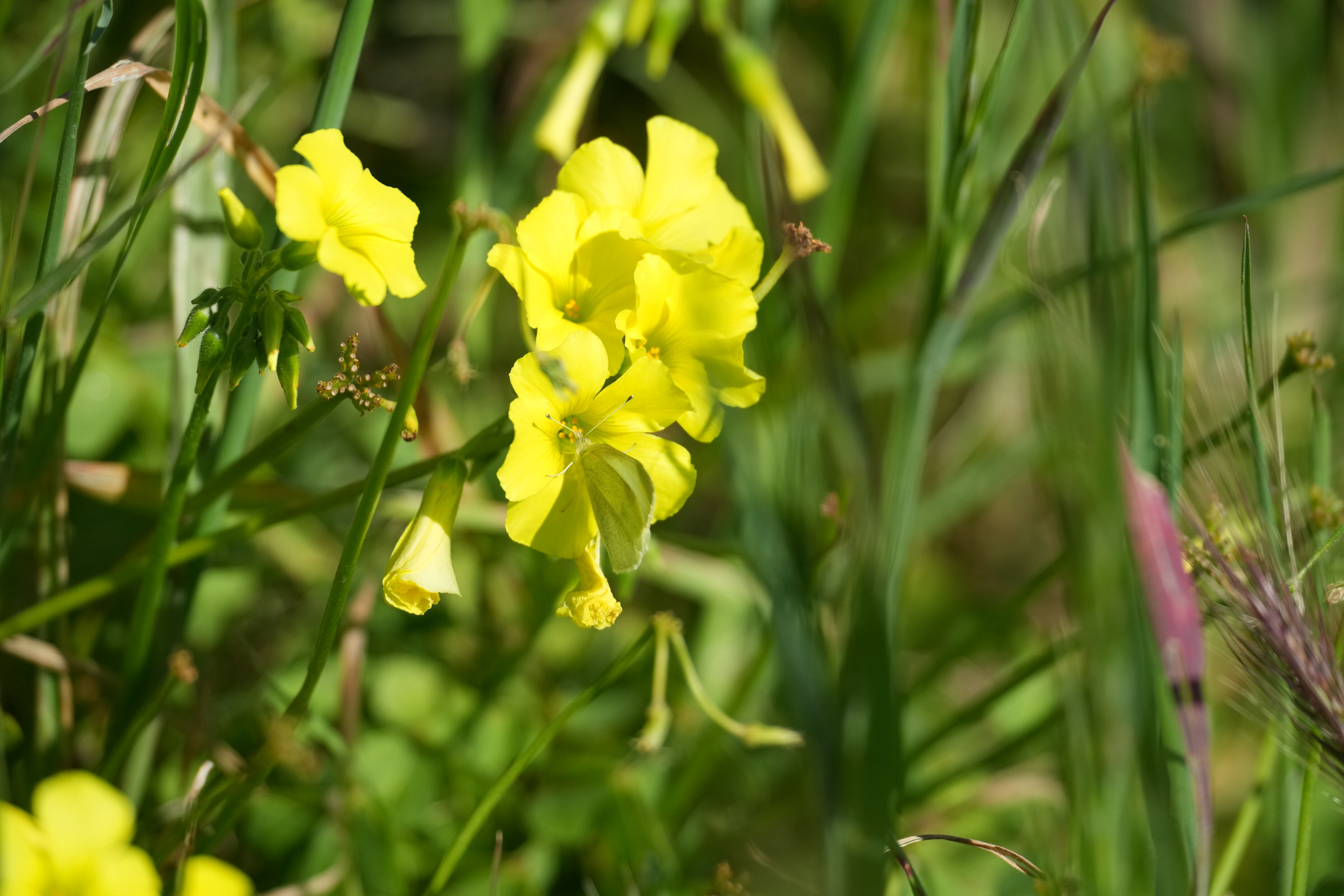 McLaughlin Eastshore State Park