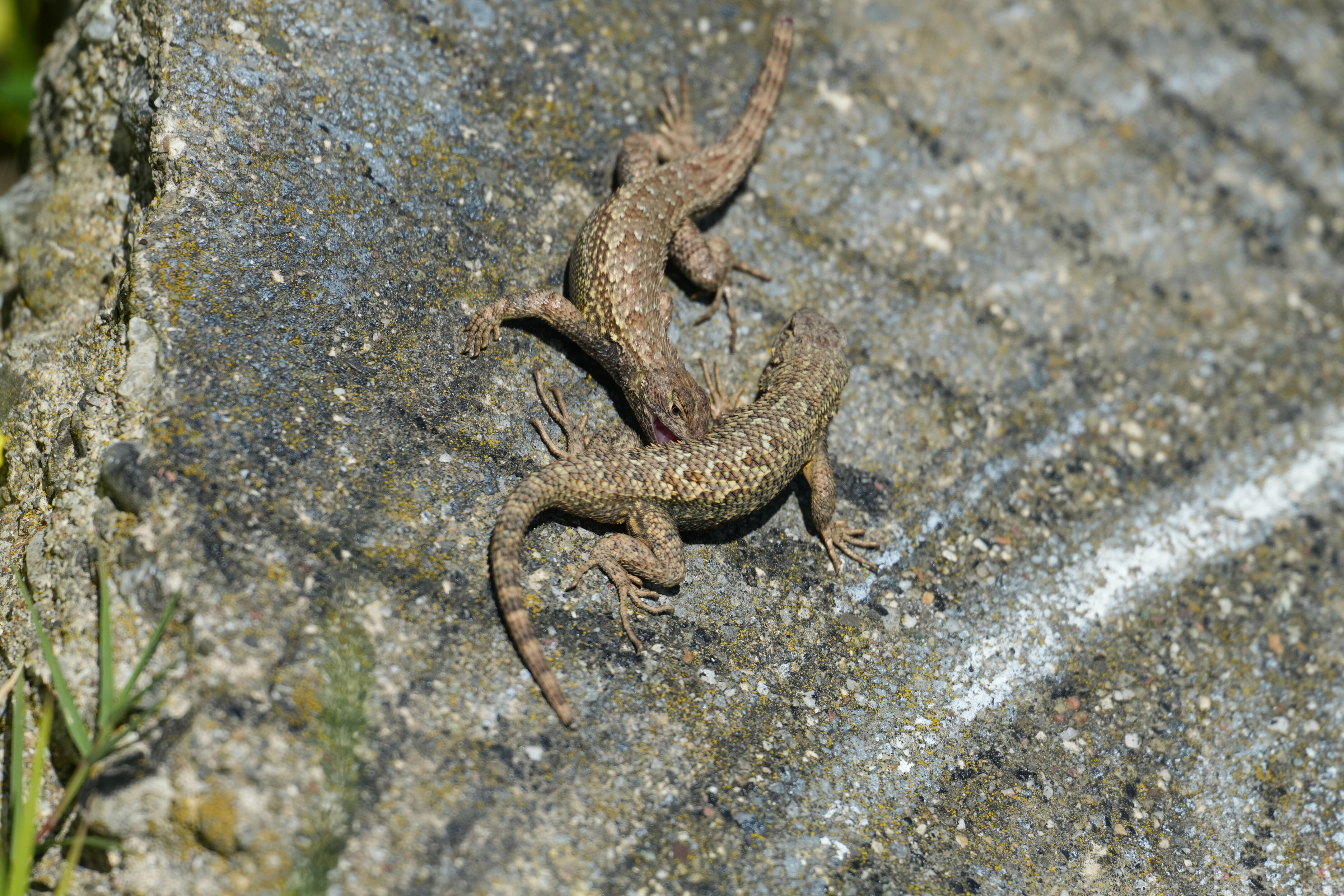 McLaughlin Eastshore State Park