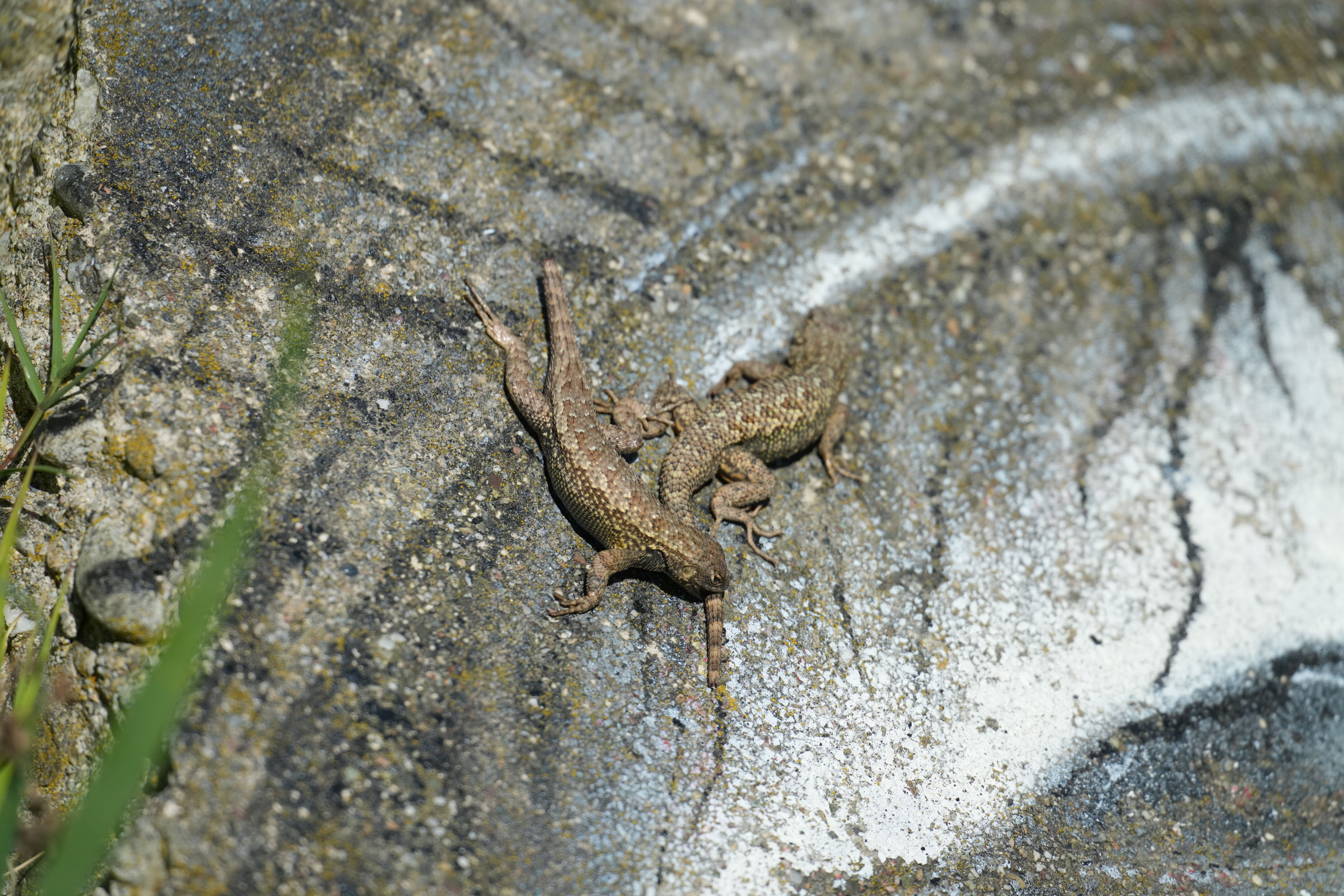 McLaughlin Eastshore State Park