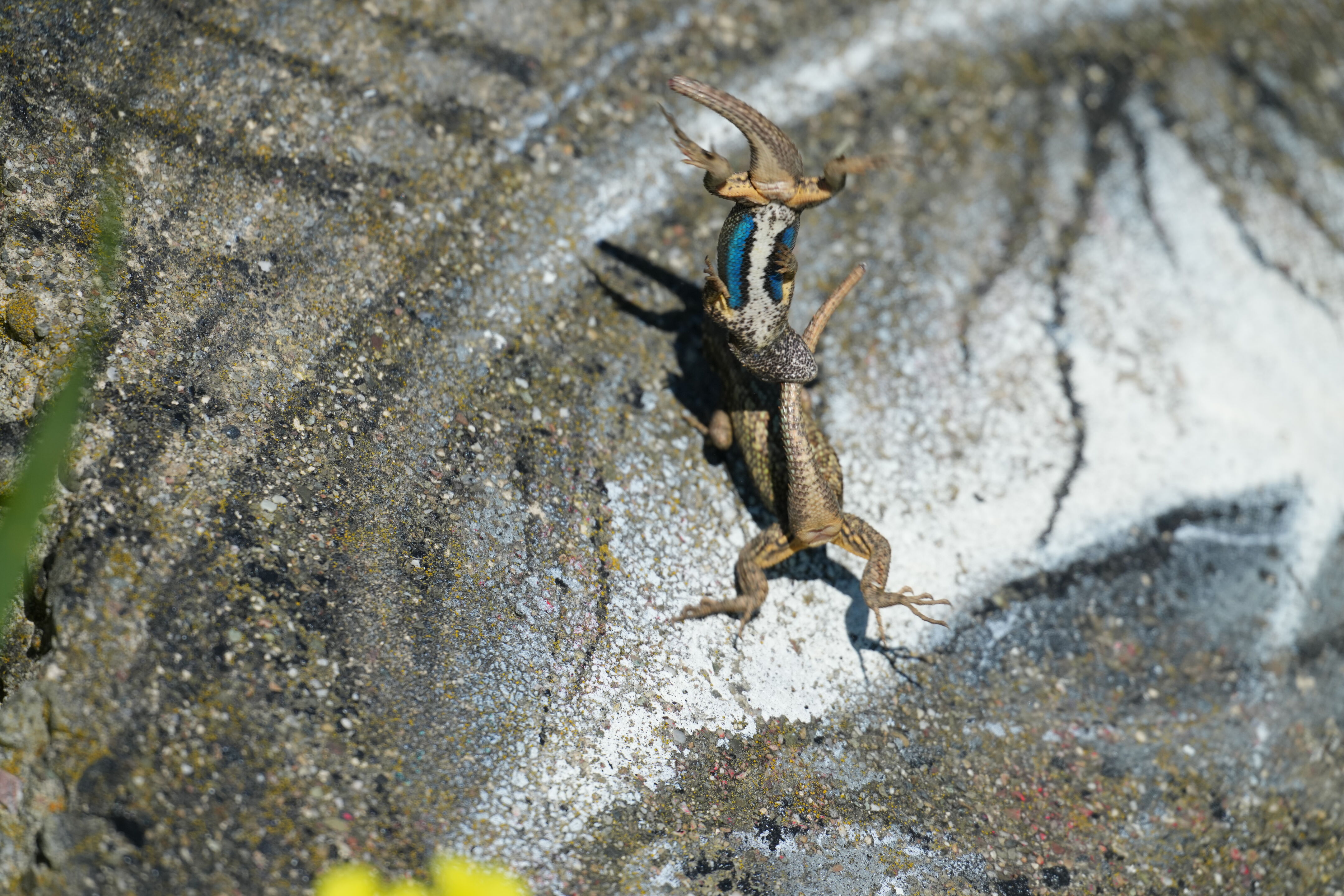 McLaughlin Eastshore State Park