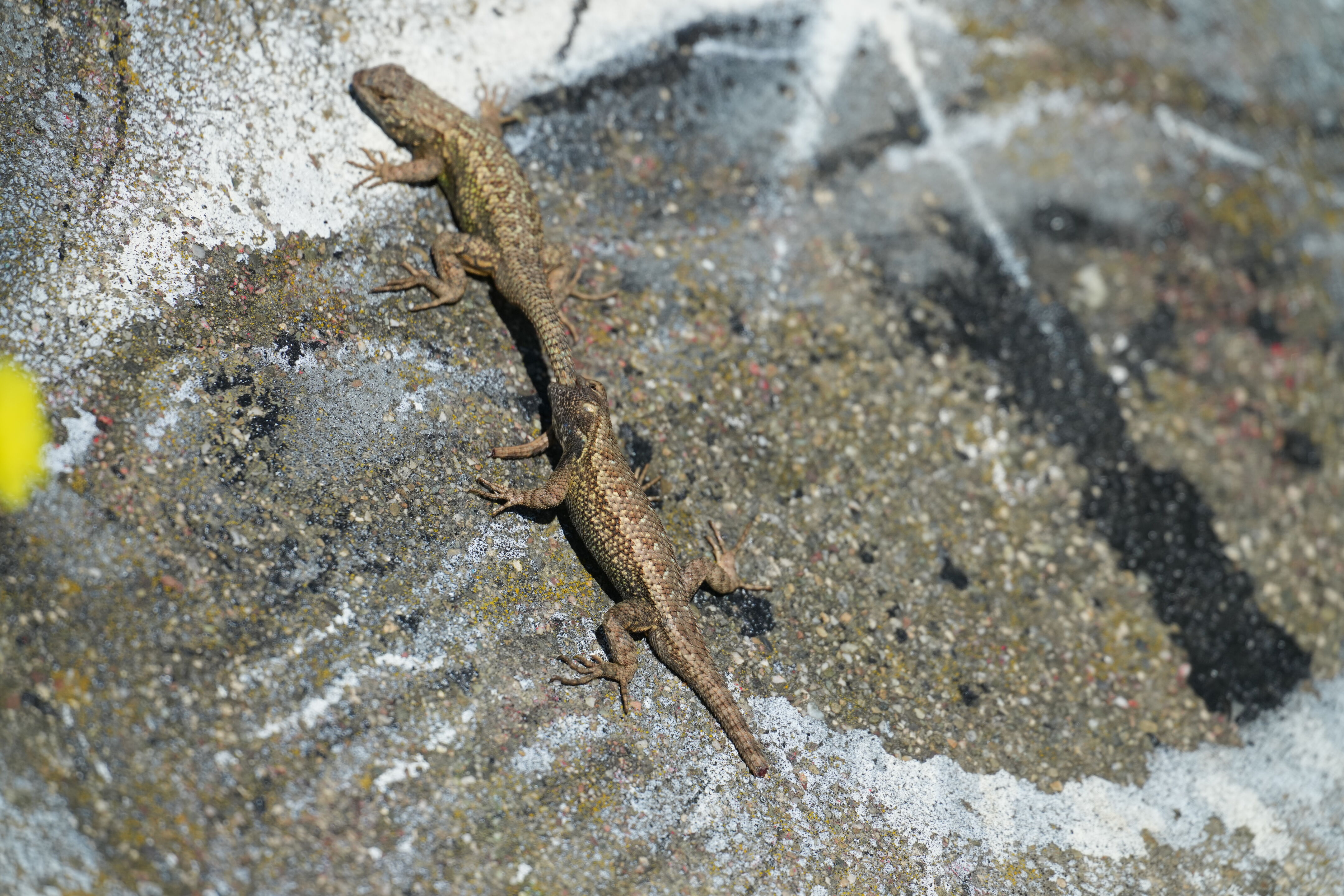 McLaughlin Eastshore State Park