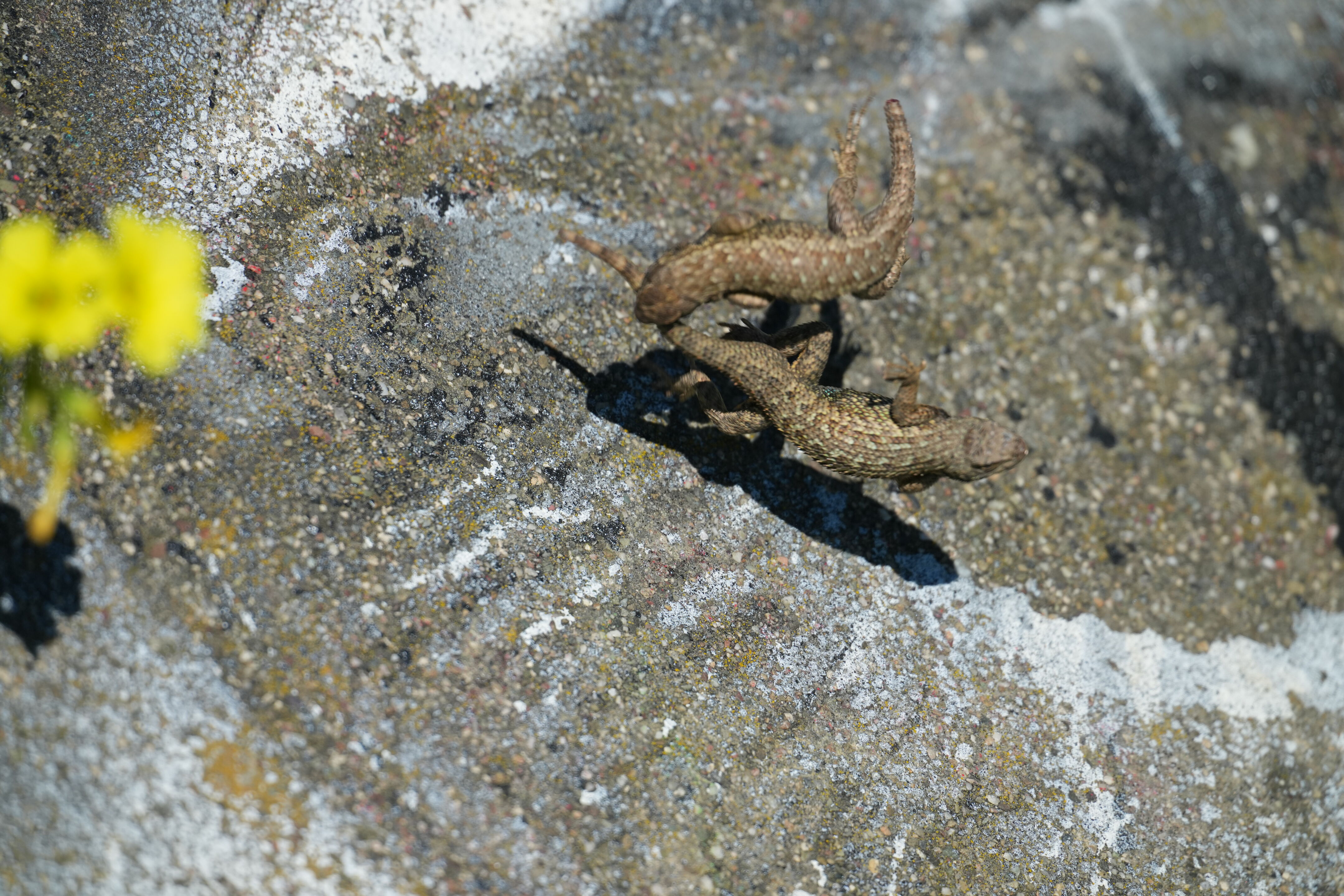 McLaughlin Eastshore State Park