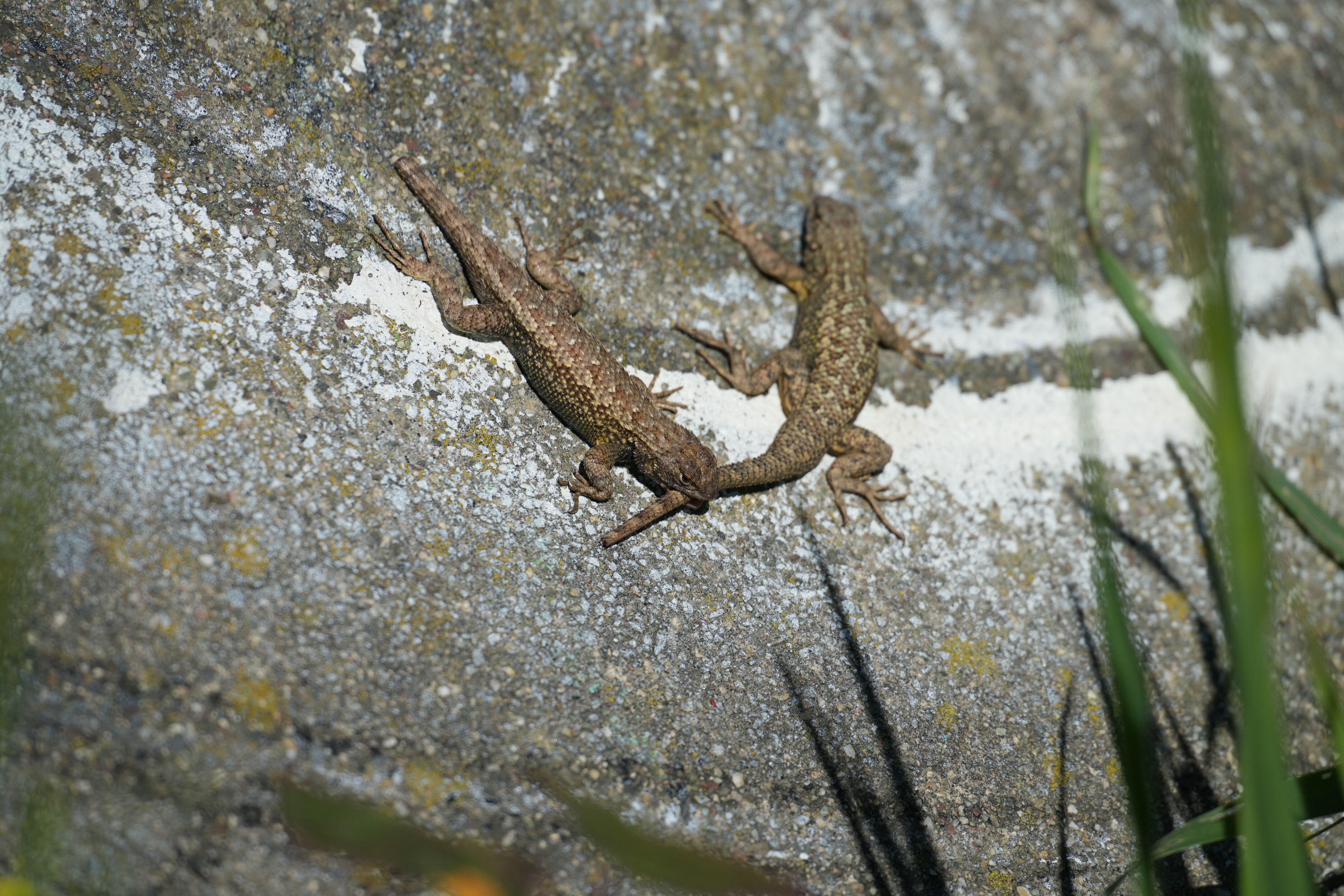 McLaughlin Eastshore State Park