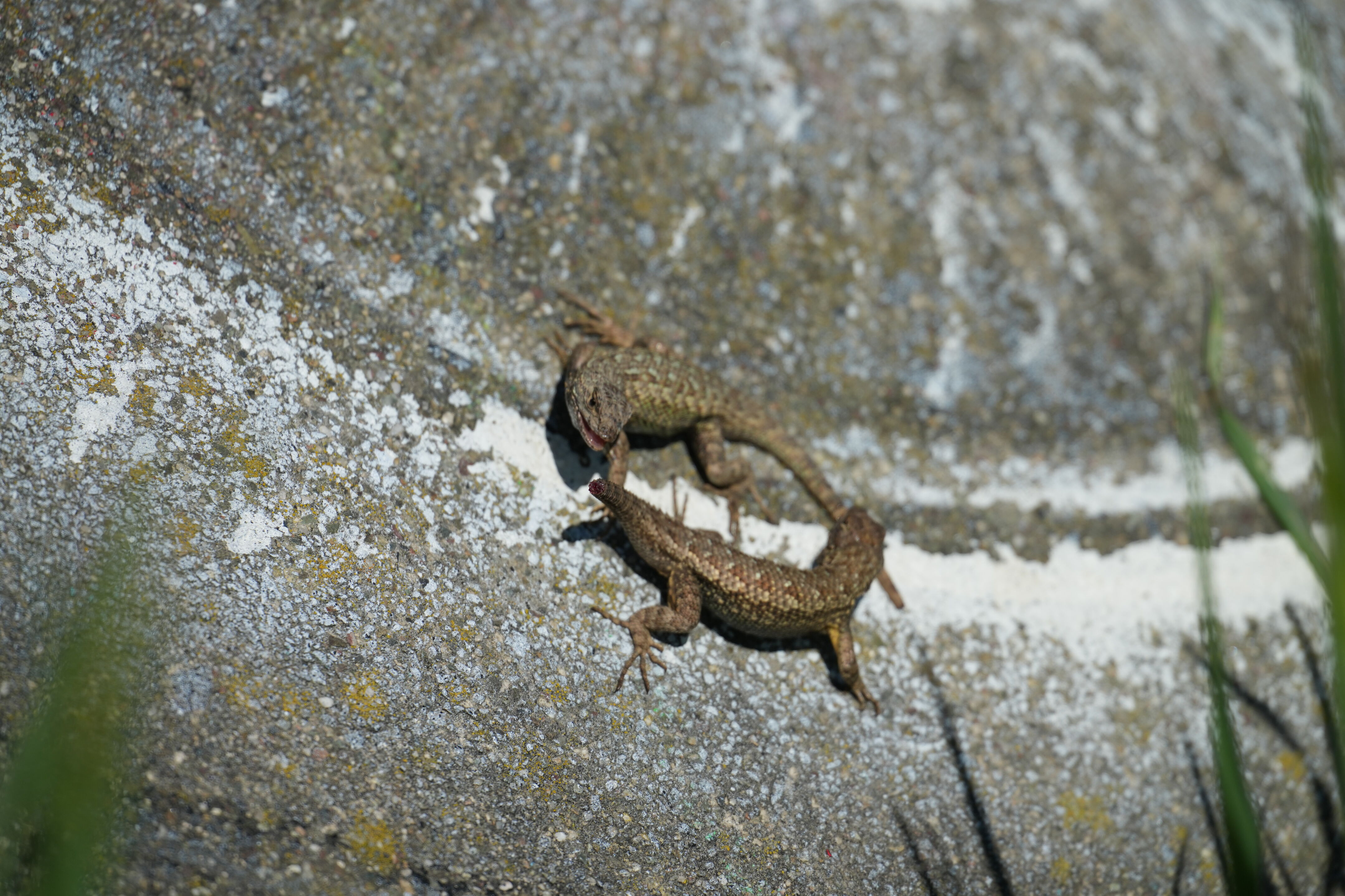 McLaughlin Eastshore State Park