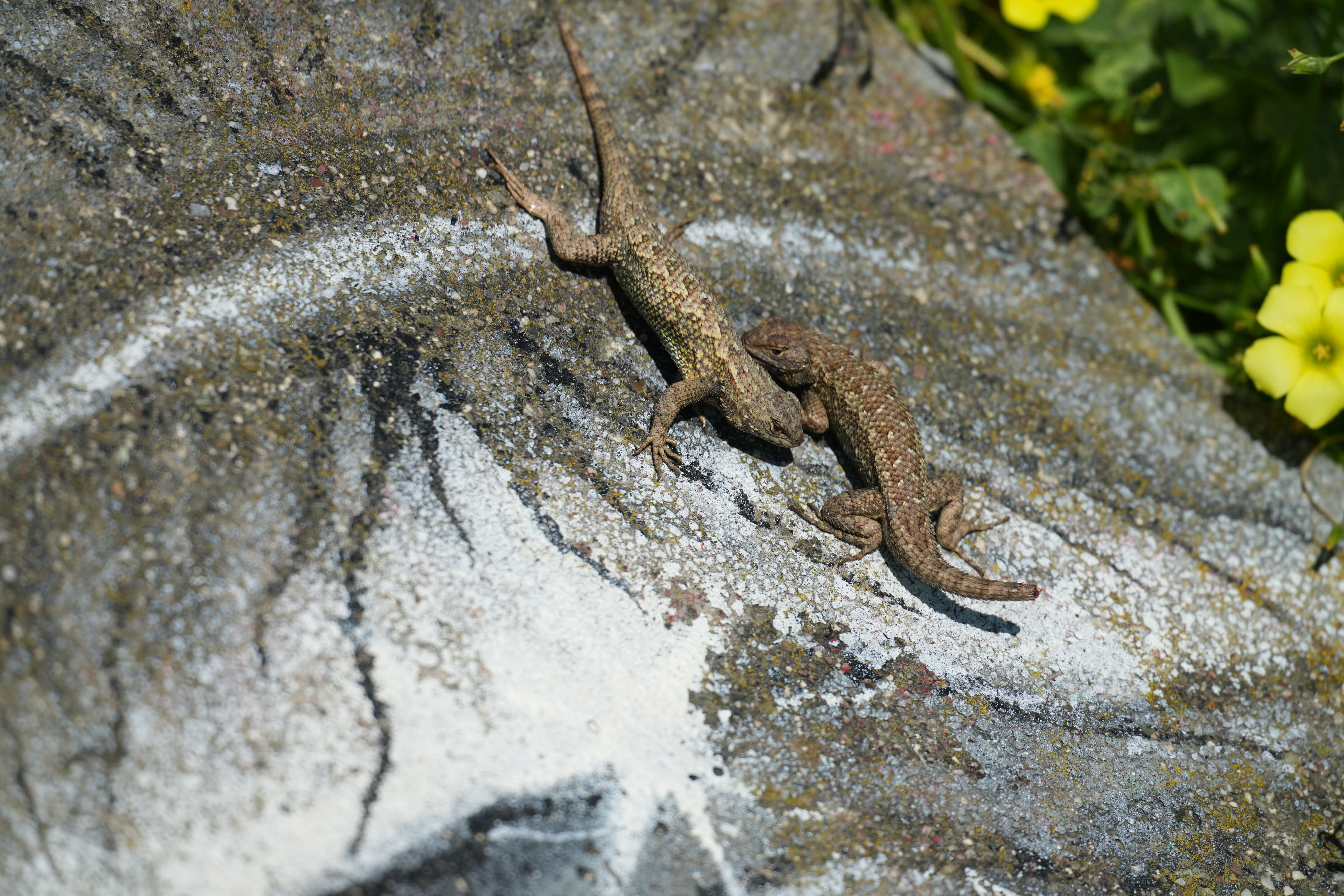 McLaughlin Eastshore State Park