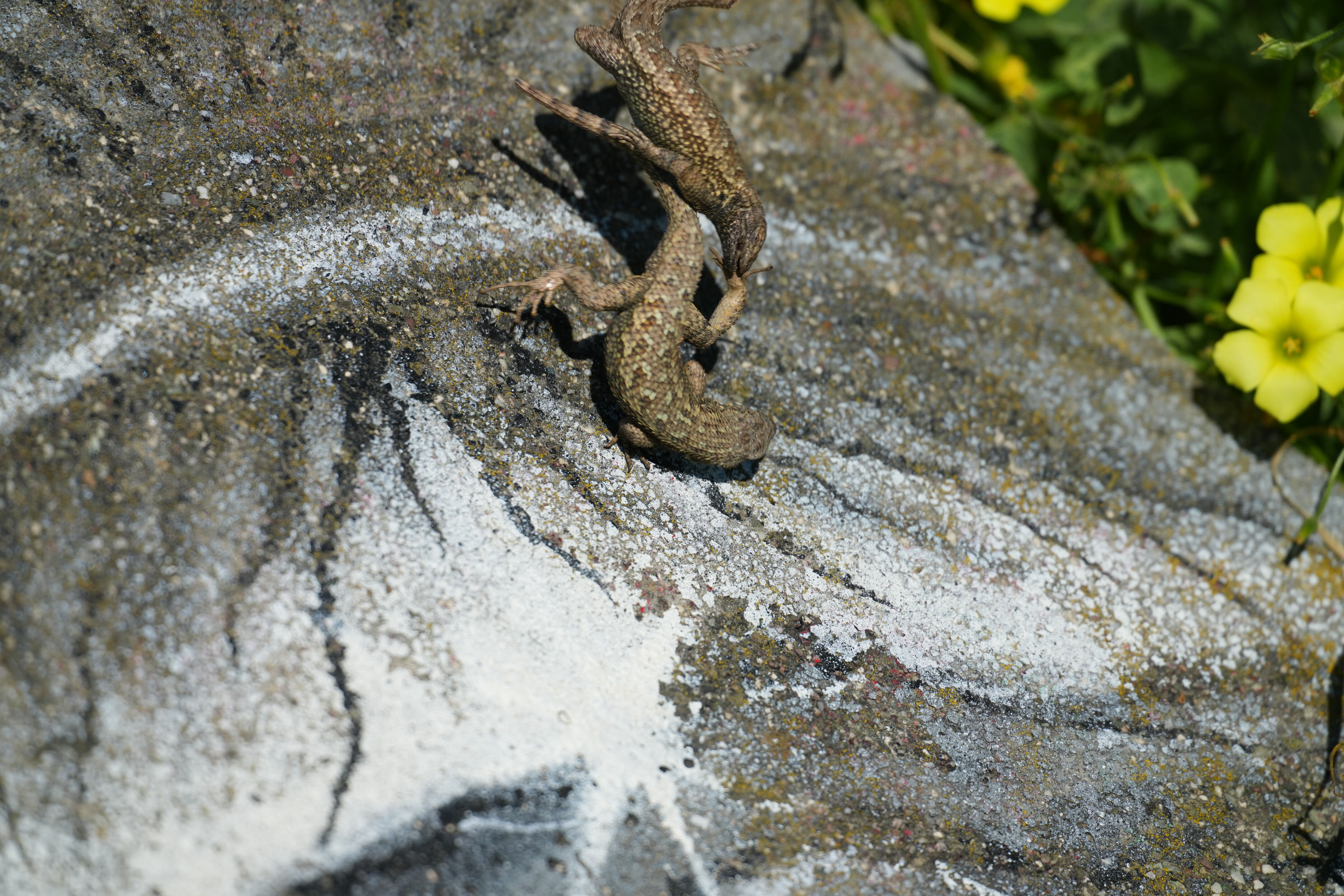 McLaughlin Eastshore State Park