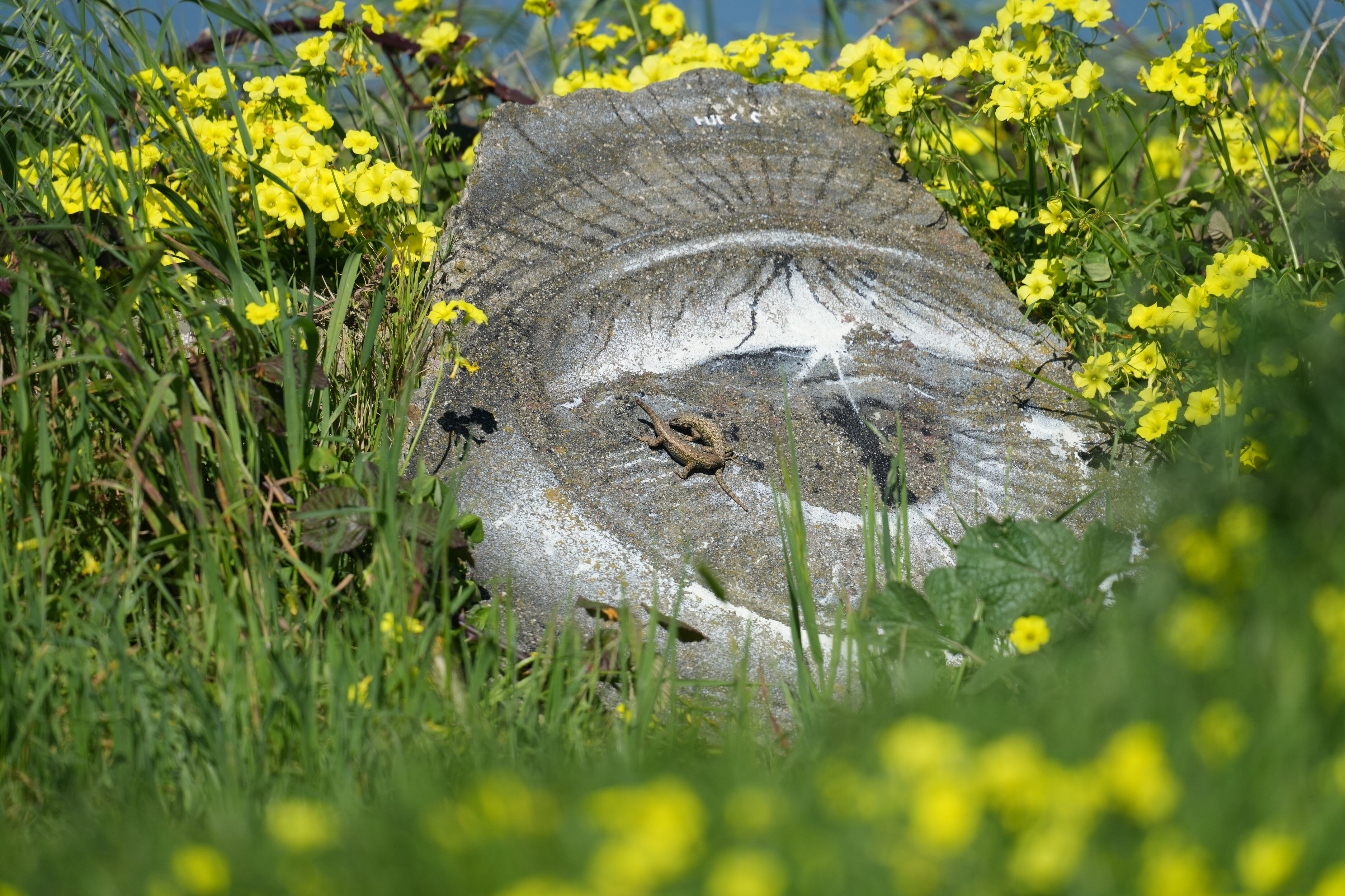 McLaughlin Eastshore State Park